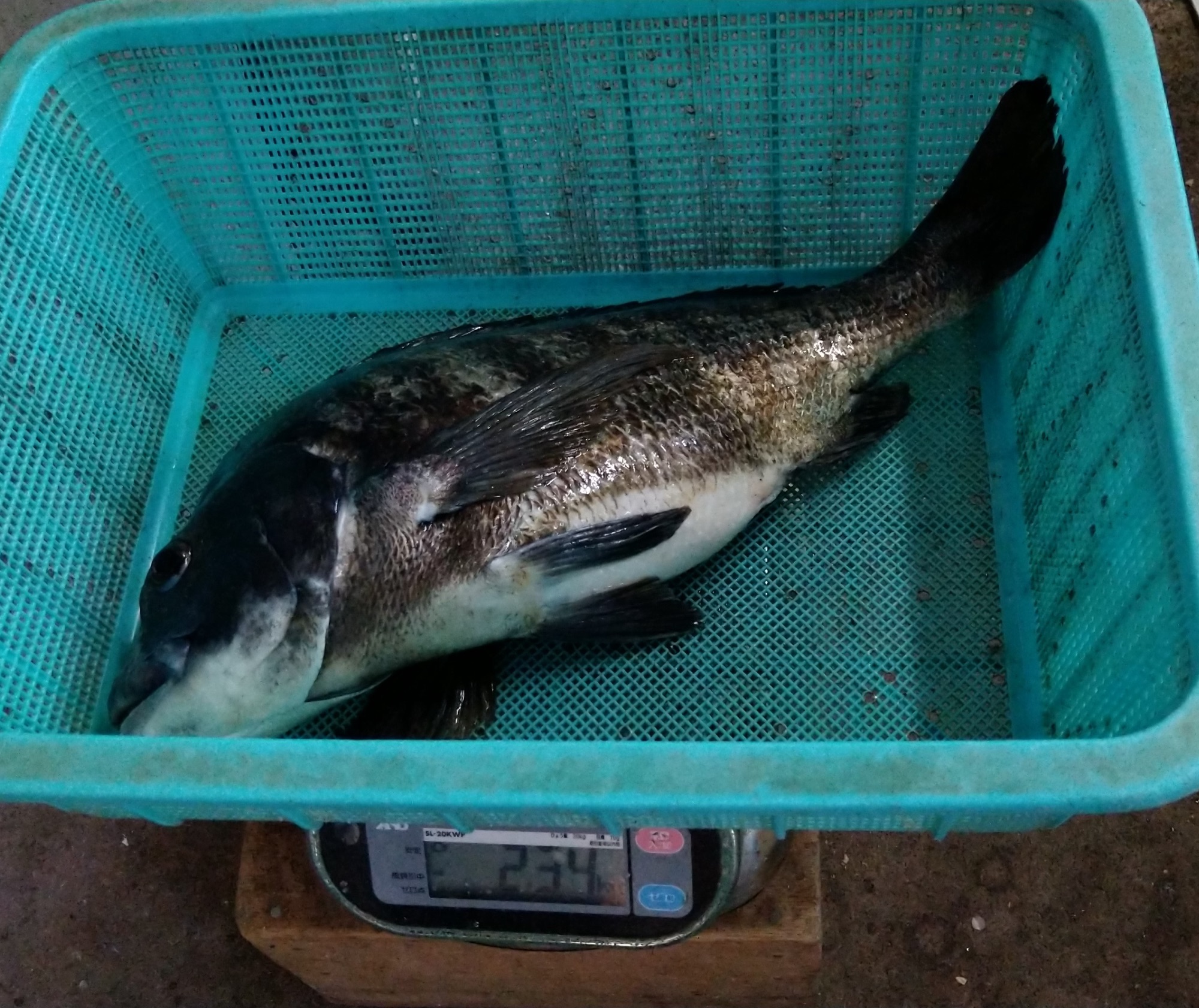 貯木場で今月最大の年無しが釣れた*\(^o^)/*サムネイル