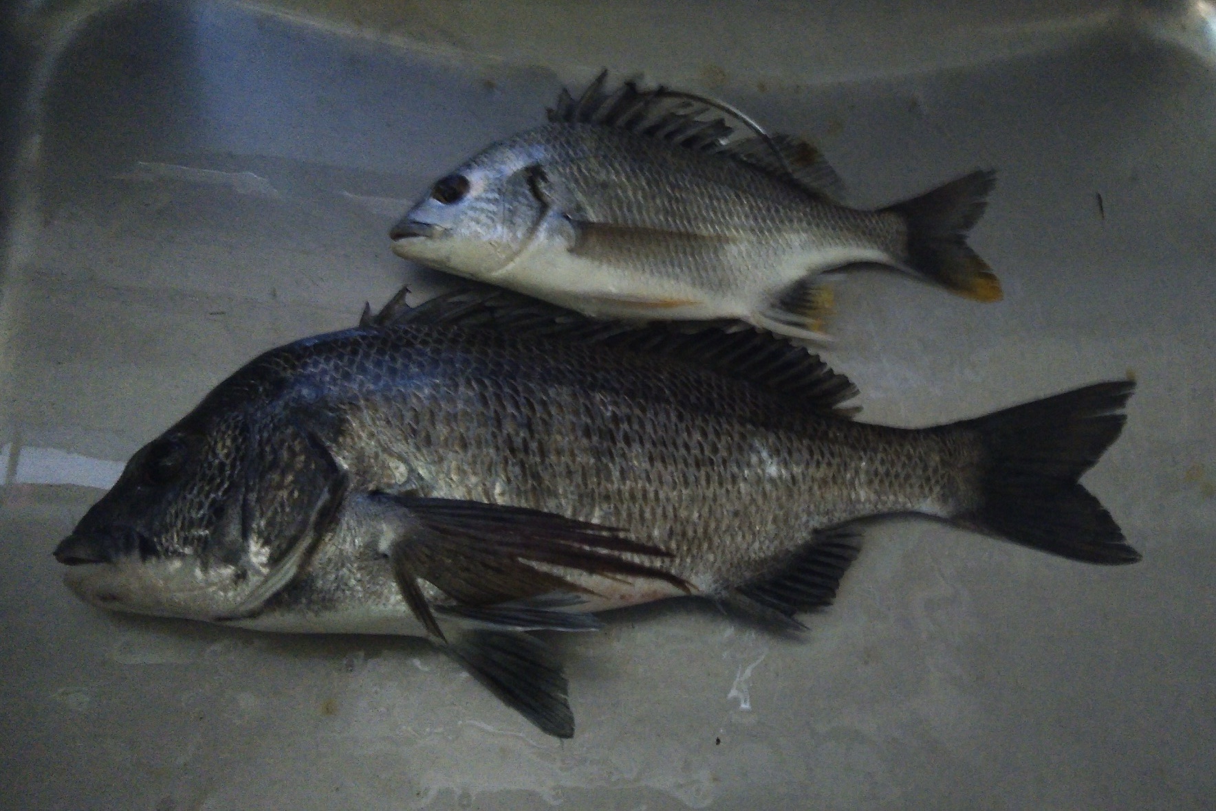 折戸湾で４０㎝級の大物が釣れた(^^)vサムネイル