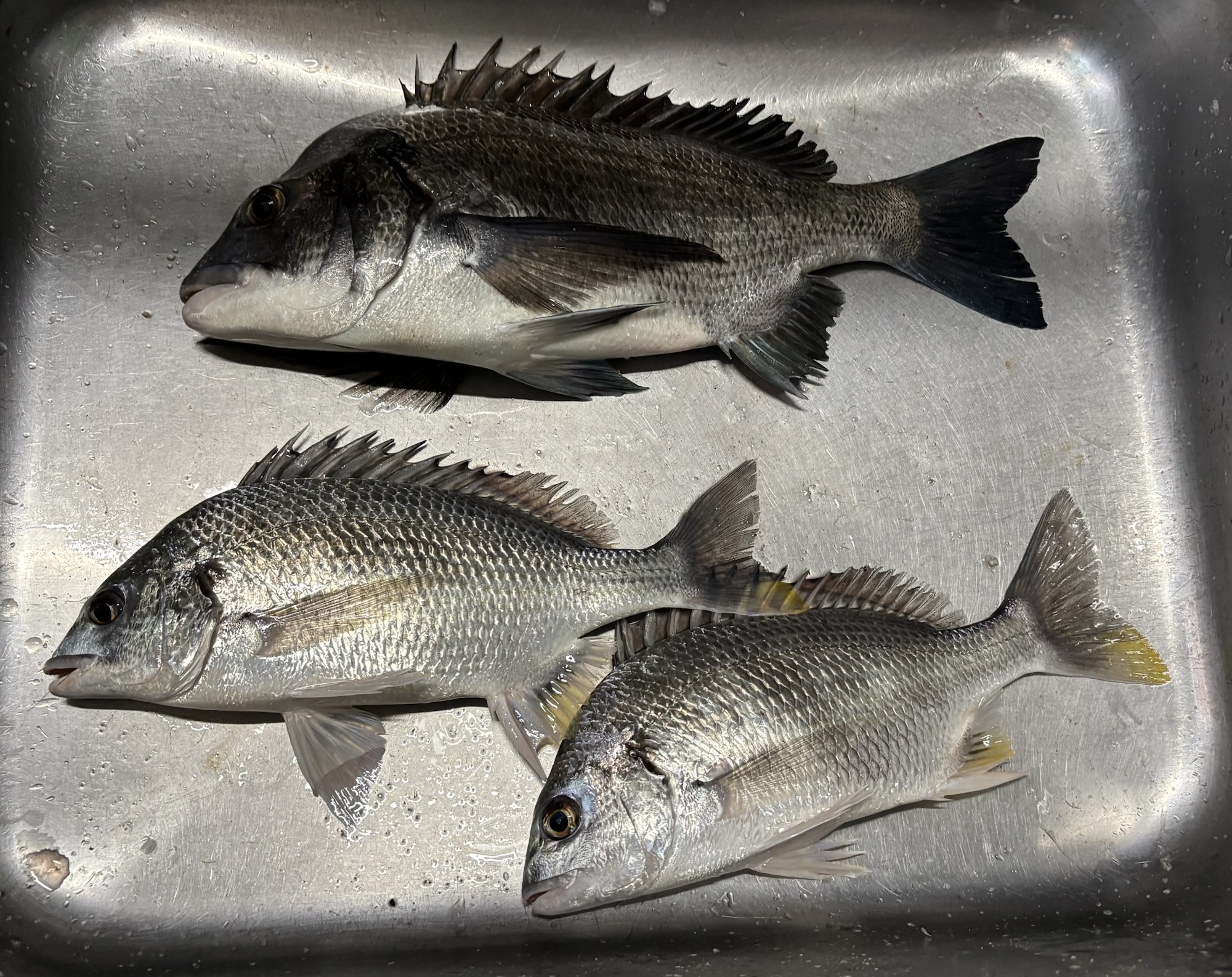 初釣りは４０㎝級の大物が釣れました(o^^o)サムネイル