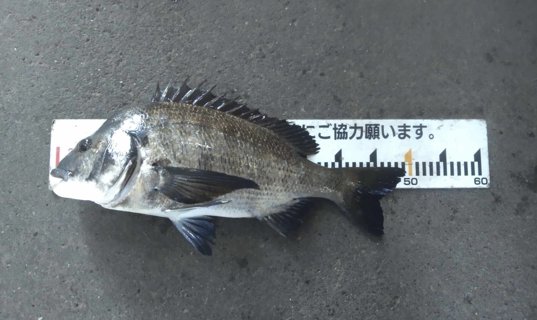 折戸で年無しに近い大物釣れたo(^-^)oサムネイル