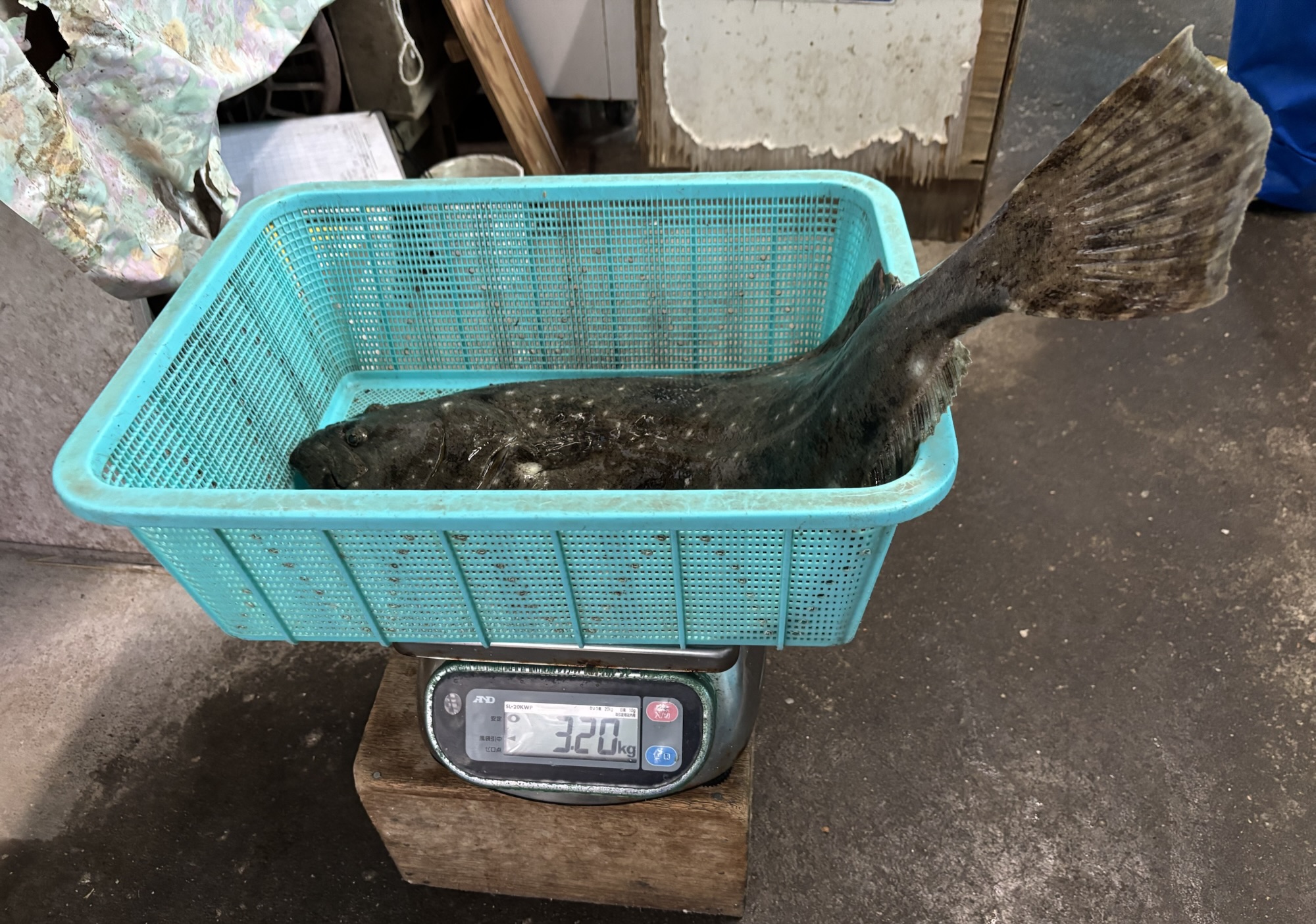 貯木場で大ヒラメが釣れたo(^o^)oサムネイル