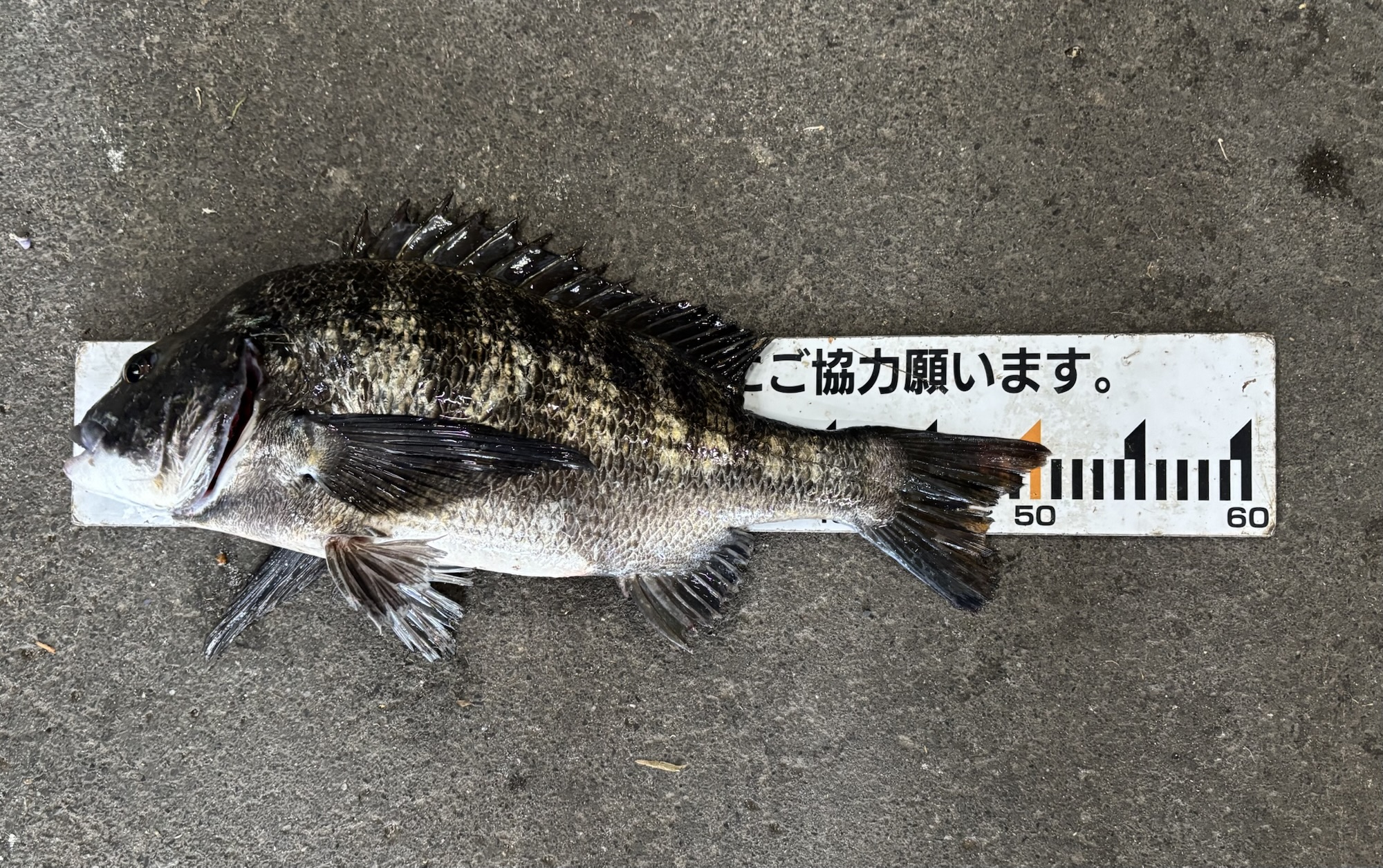 貯木場で連日年無しゲット*\(^o^)/*サムネイル