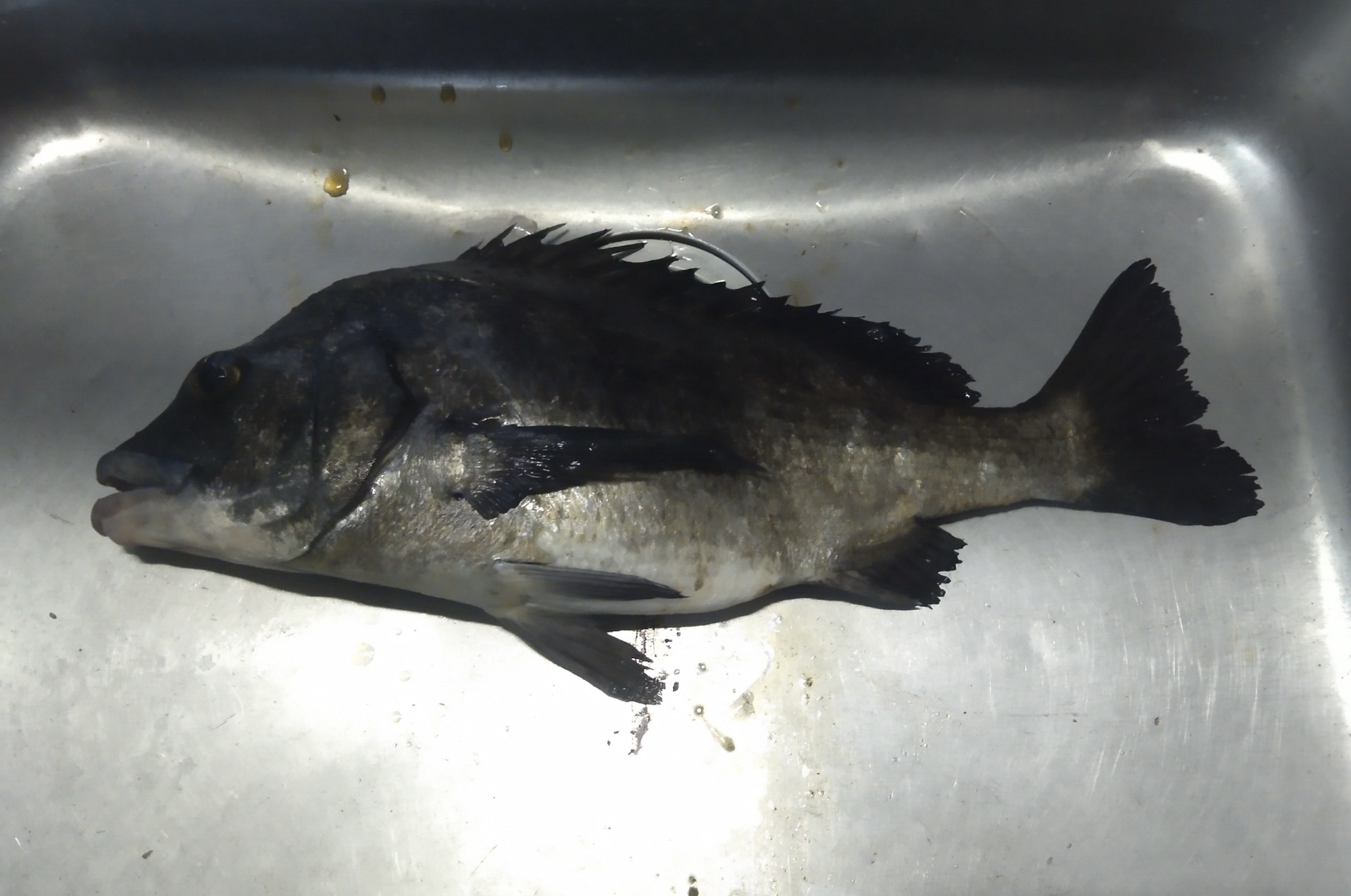 貯木場で４０㎝級の大物釣れたo(^_^)oサムネイル