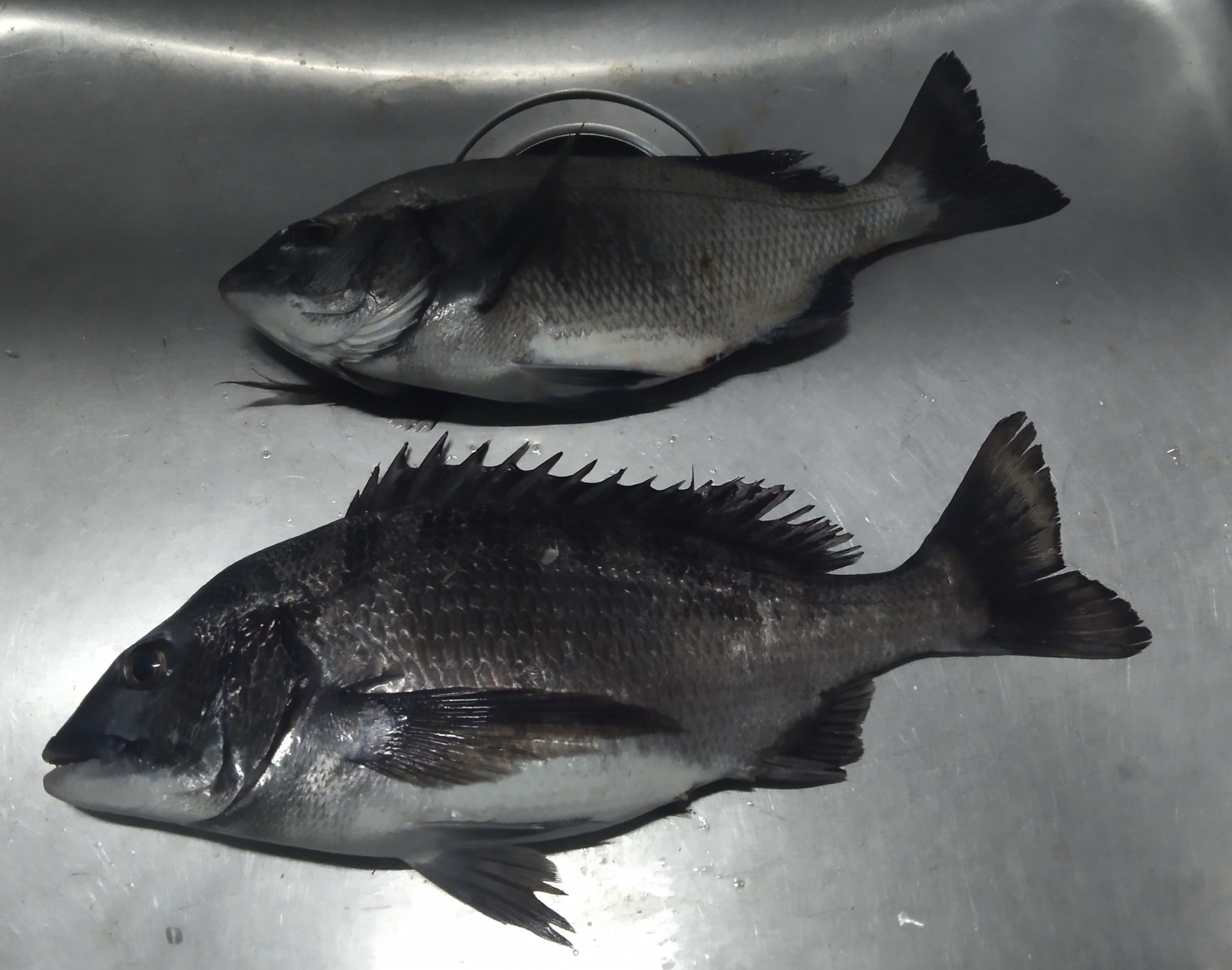 離岸堤で良型釣れたo(^_^)oサムネイル