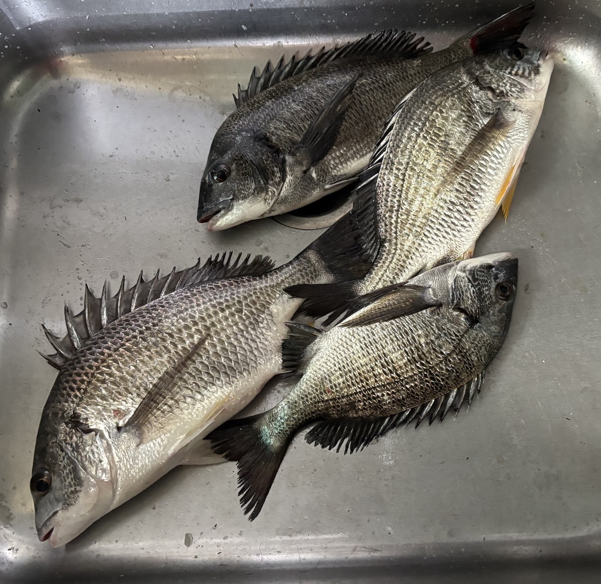 三保取入口で４０㎝級の大物釣れるo(^_^)oサムネイル