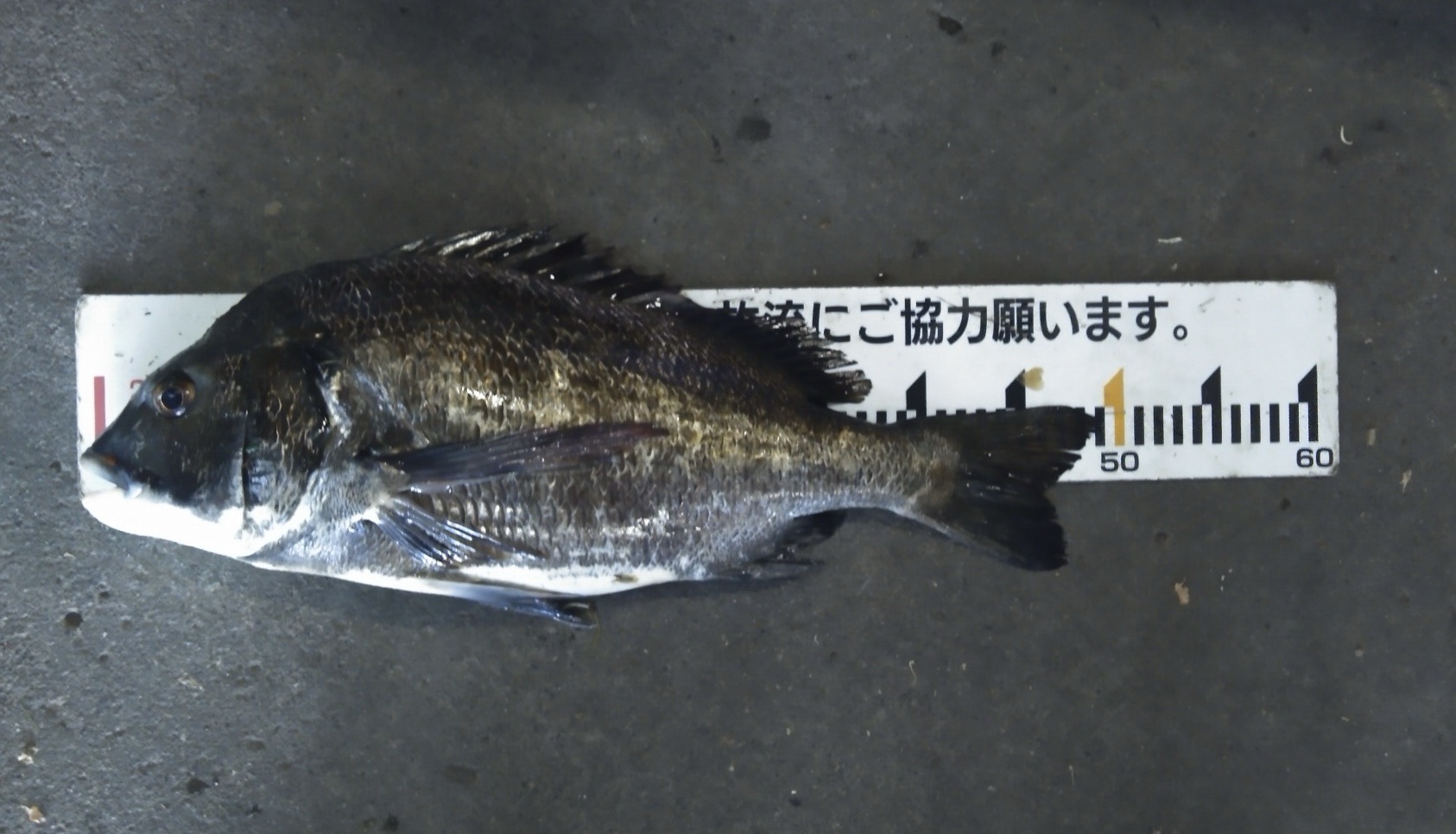 各所で４０㎝級の大物釣れるo(^_^)oサムネイル