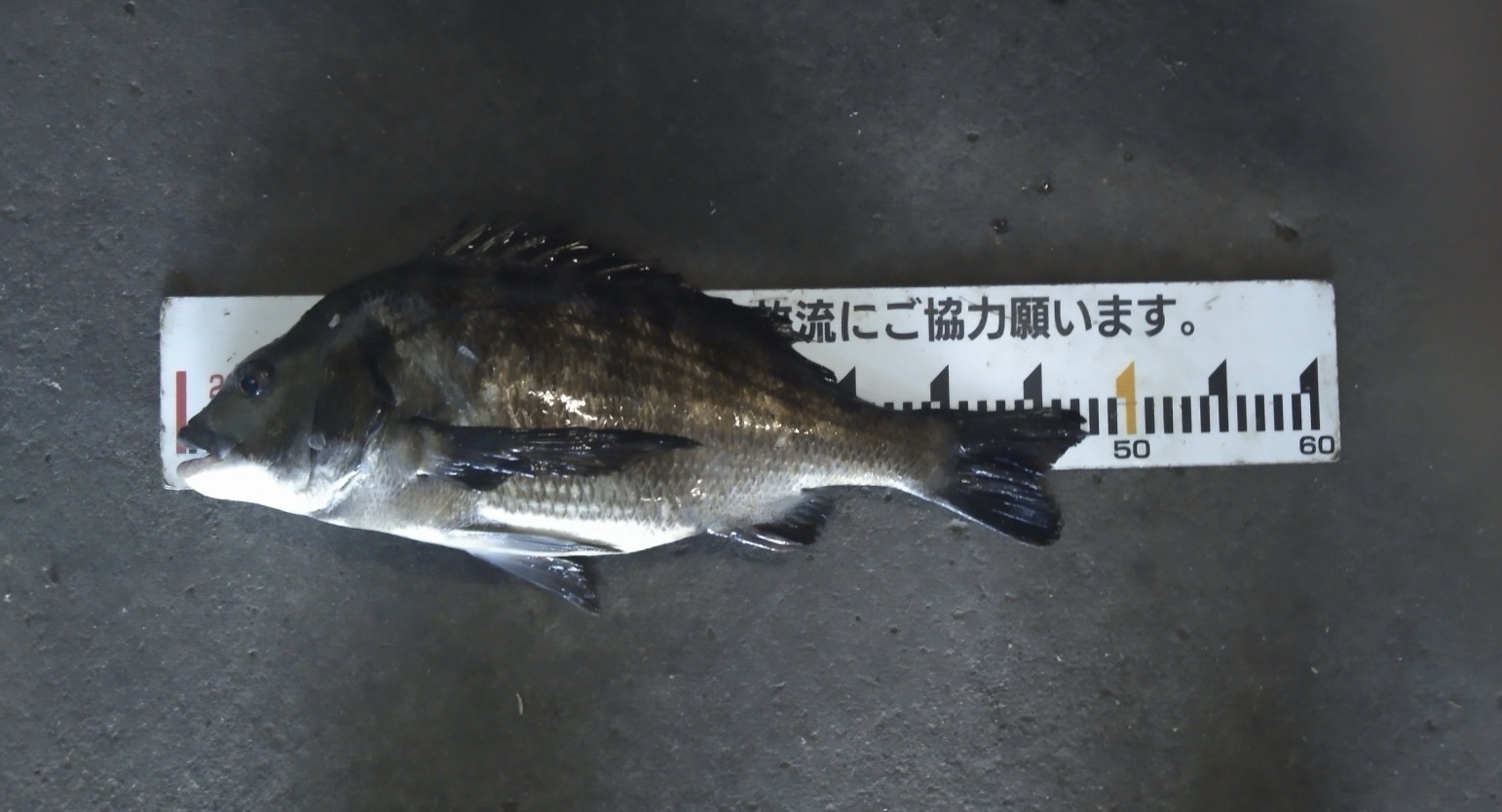 折戸で大釣り*\(^o^)/*サムネイル