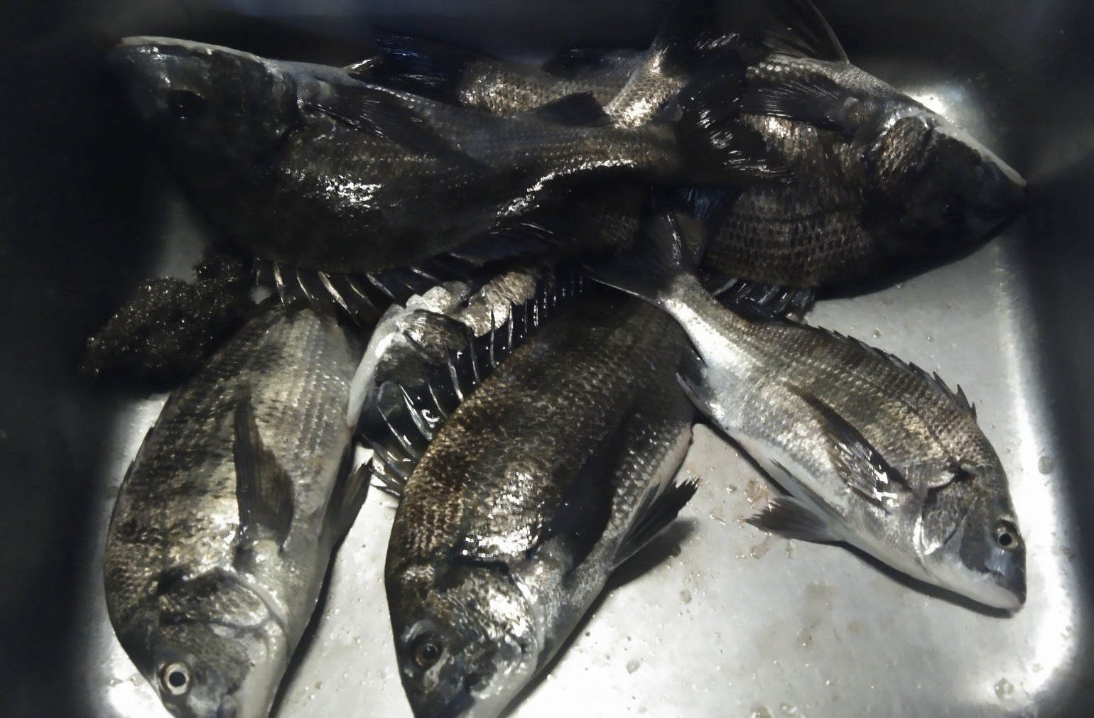 各所で４０㎝級の大物釣れるo(^_^)oサムネイル