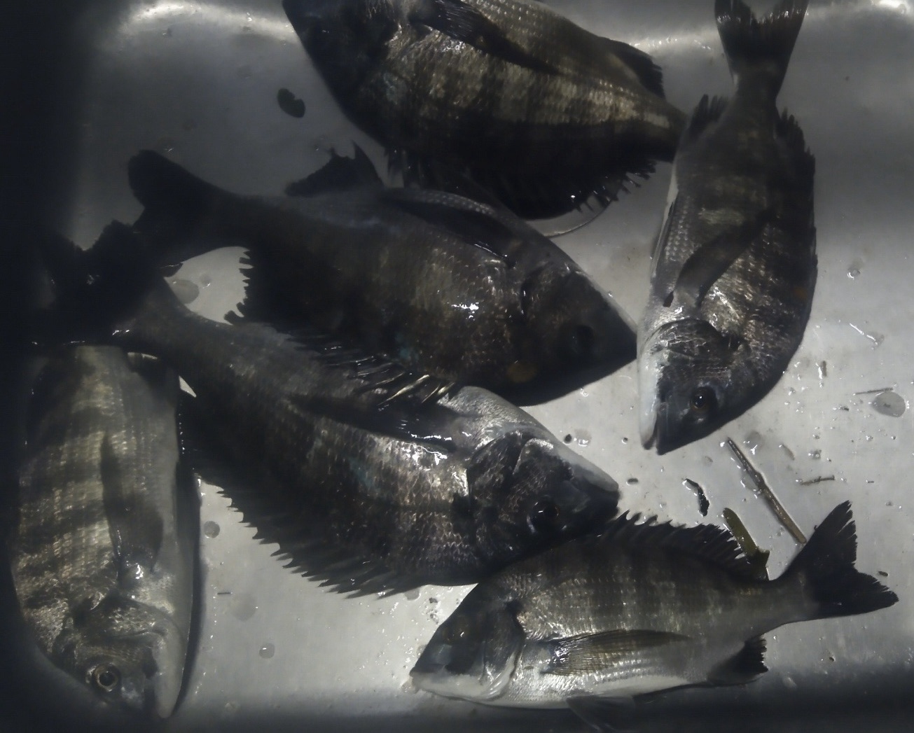 各所でクロダイが釣れる(^^)サムネイル