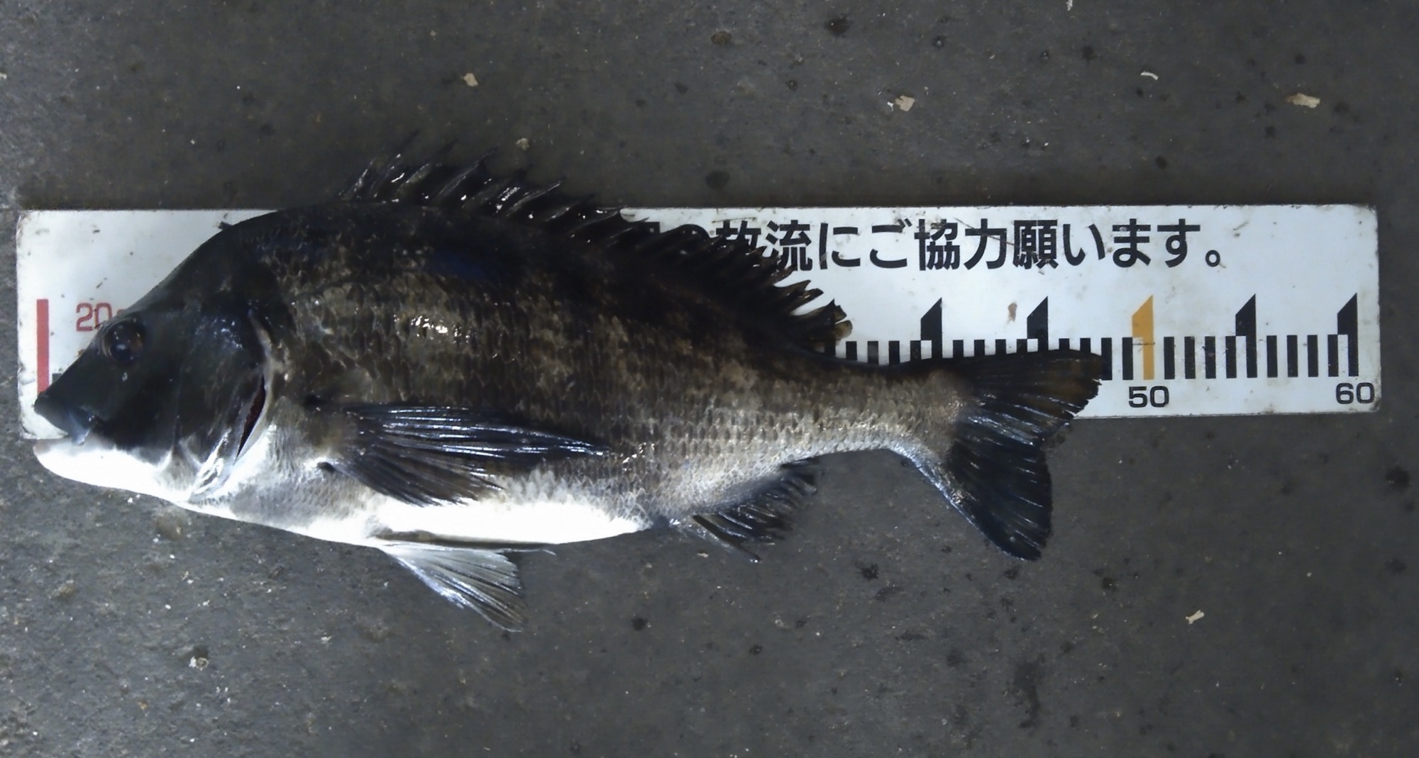 久々の出船、各所でクロダイ釣れる(^^)サムネイル