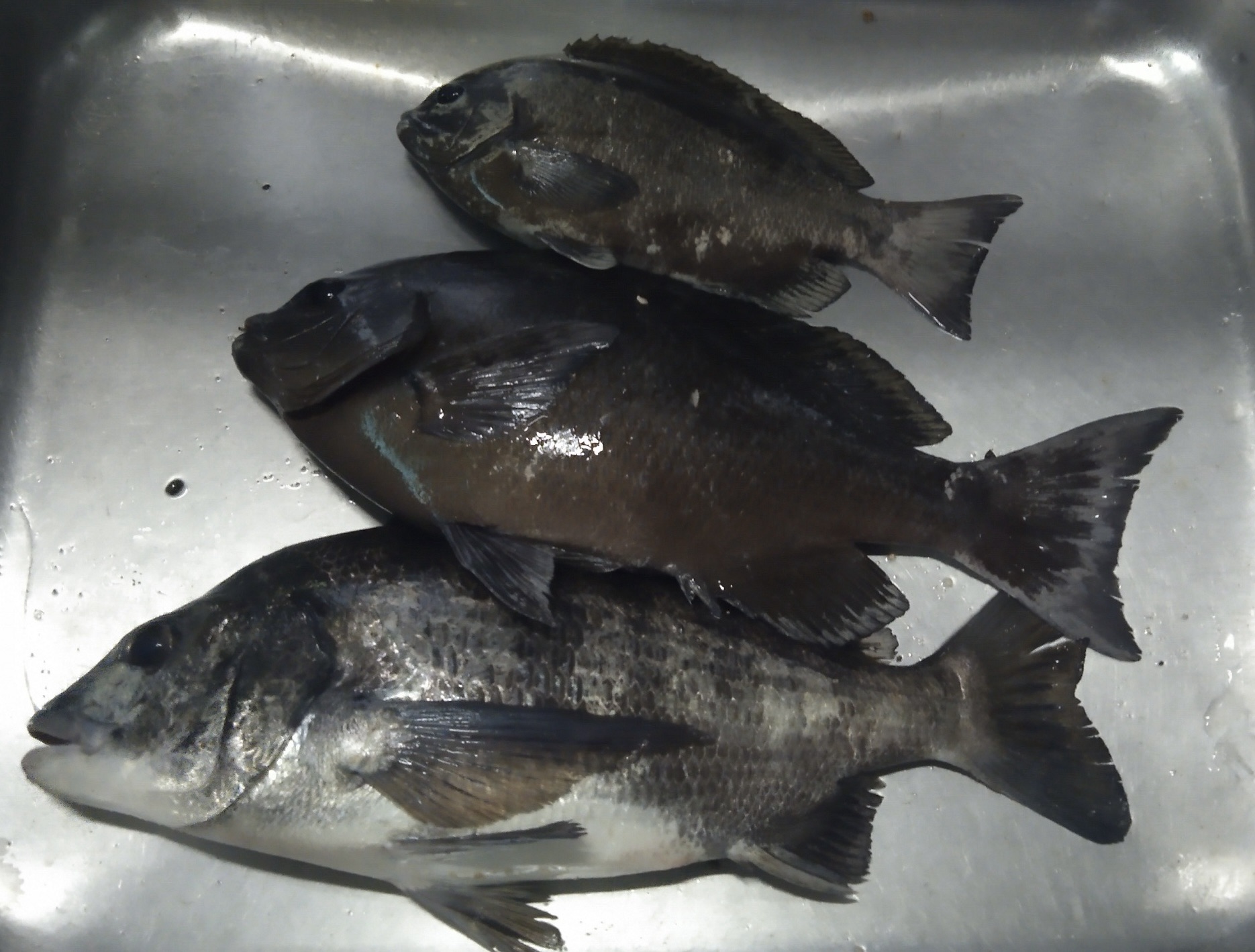 手釣りで４０㎝級の大物をゲット(^^)vサムネイル