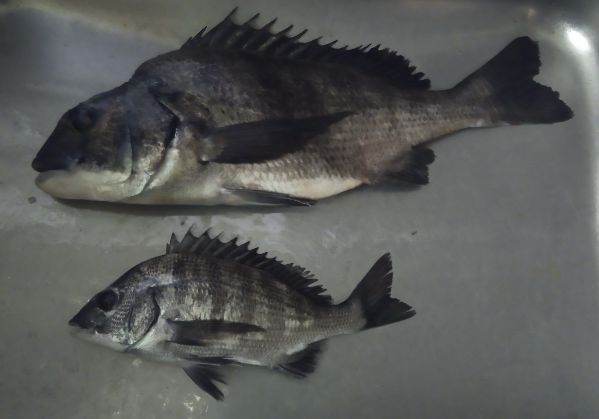 悪天候の中、折戸で４０㎝級の大物釣れる(^O^)サムネイル