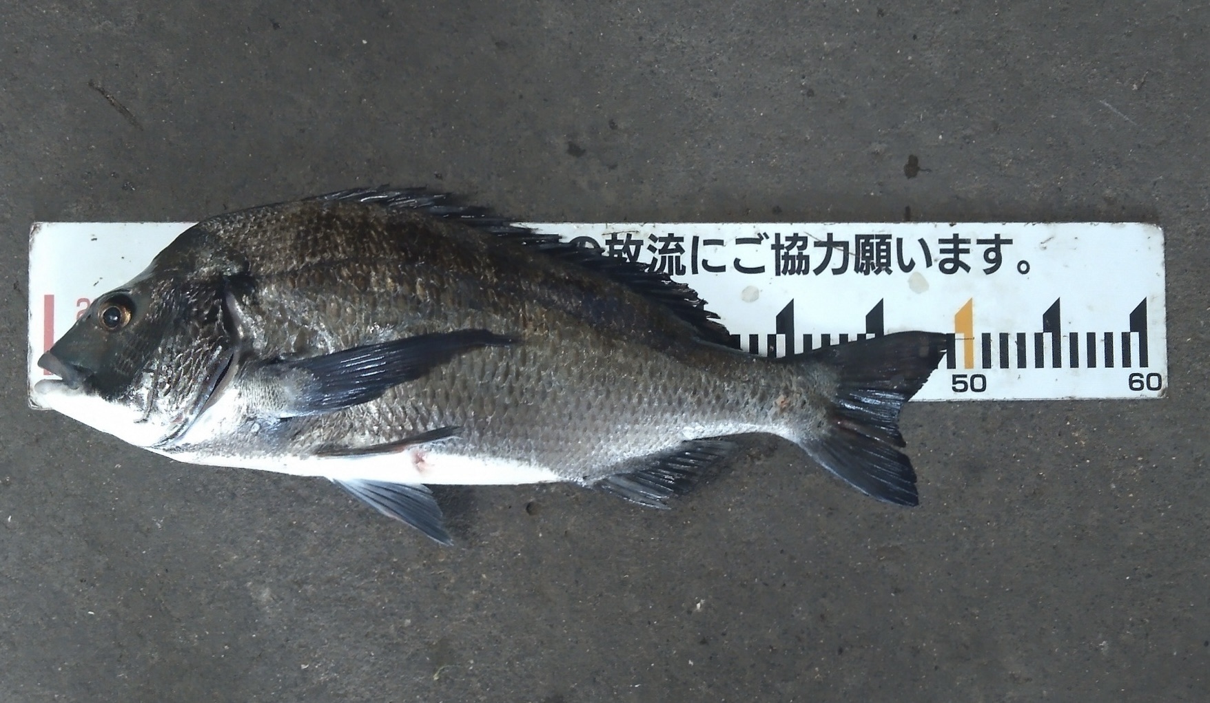 貯木場で二桁釣果達成者続出(^^)vサムネイル