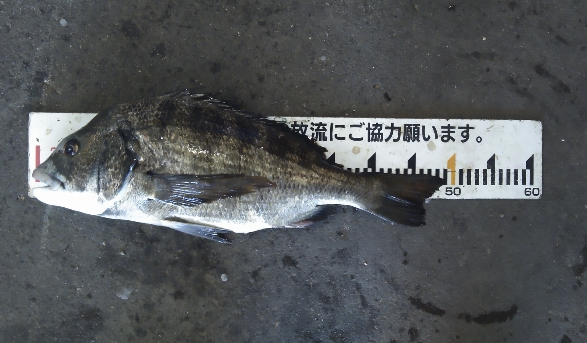 酷暑の中、貯木場で大釣り(((o(*ﾟ▽ﾟ*)o)))♡サムネイル
