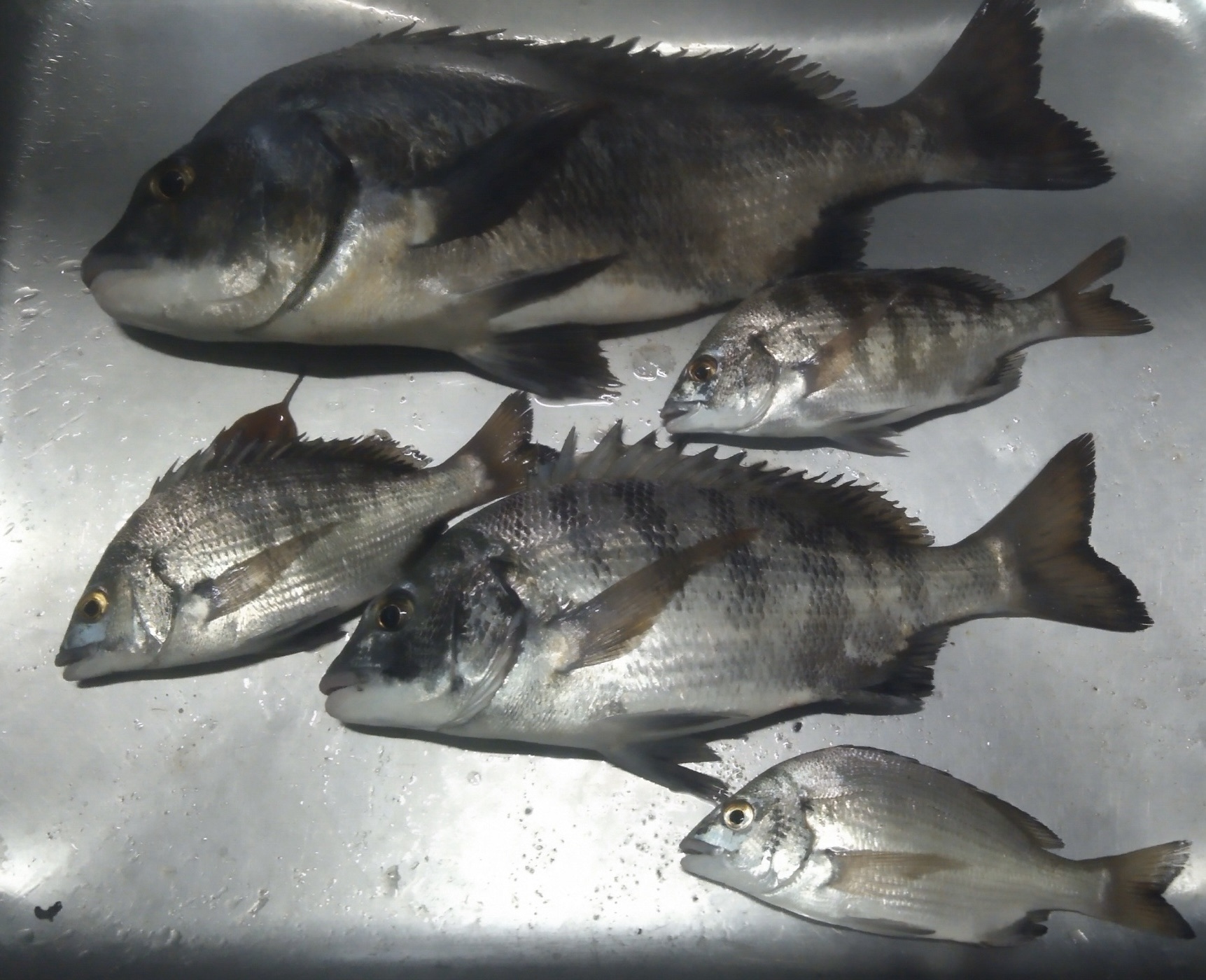 貯木場で４０㎝級の大物が釣れた(^^)サムネイル