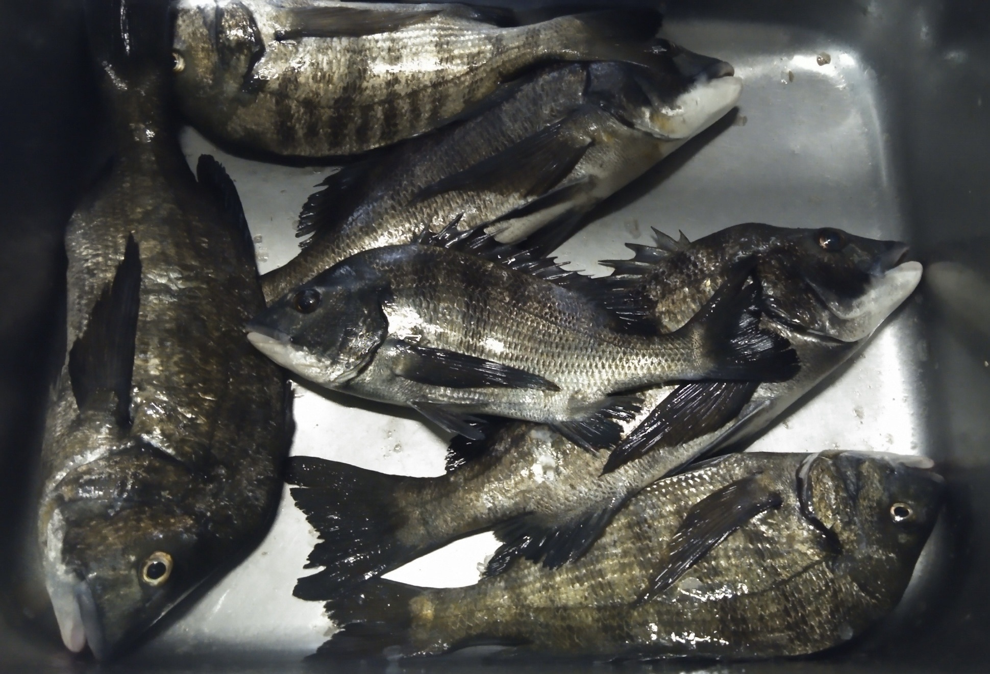 貯木場で大釣り(o^^o)サムネイル