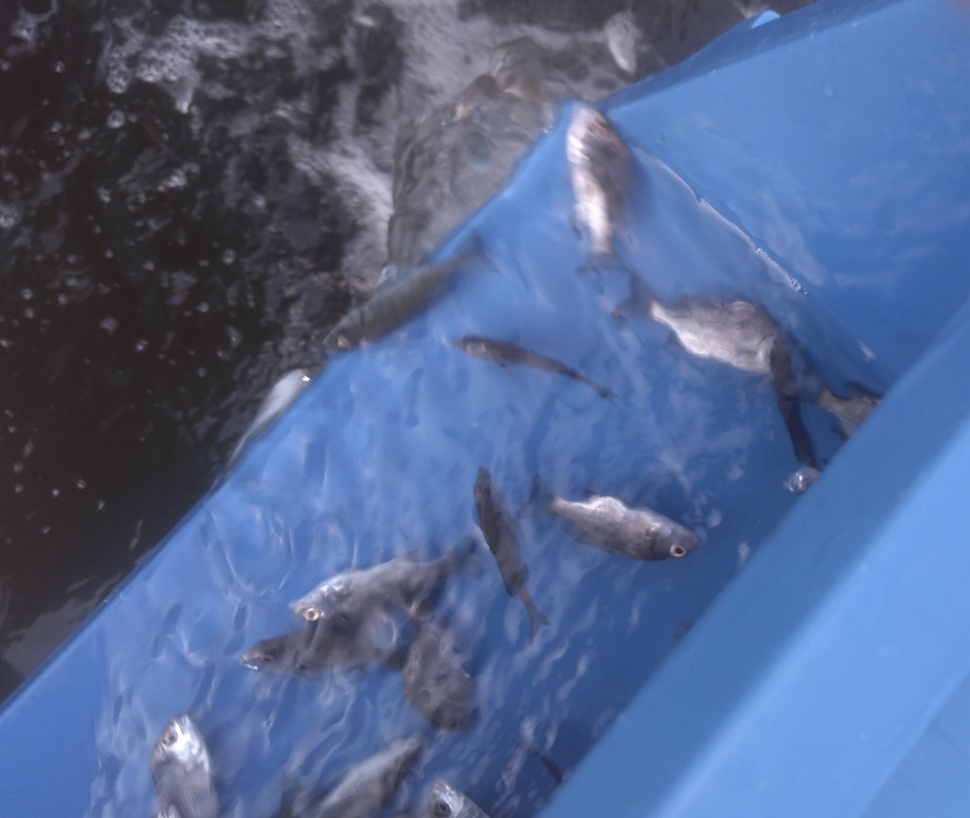 今年第一回目のクロダイ稚魚放流を実施(*´∀`)♪サムネイル