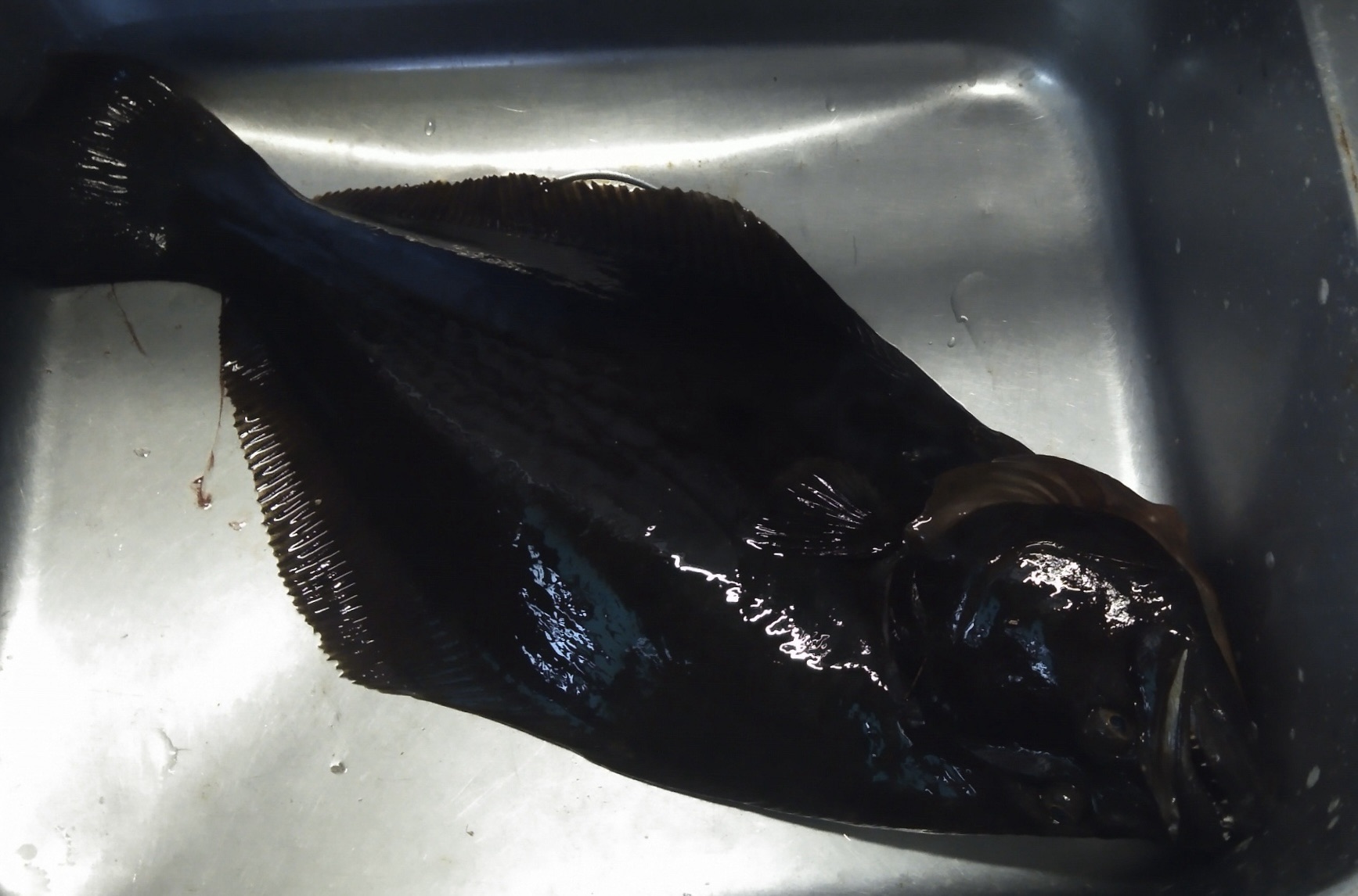貯木場で大ヒラメ釣れる(o^^o)サムネイル