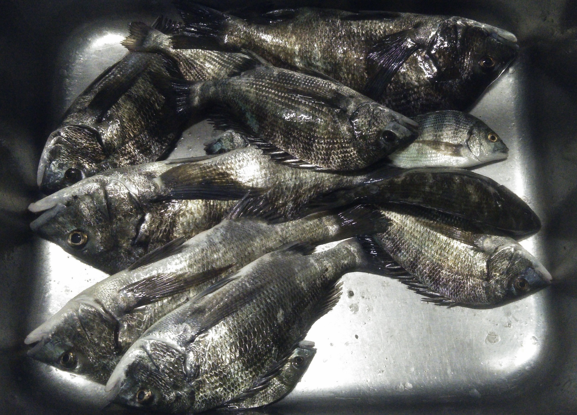 荒れた天候ながらも全員がクロダイの釣果あり(*ﾟ▽ﾟ*)サムネイル