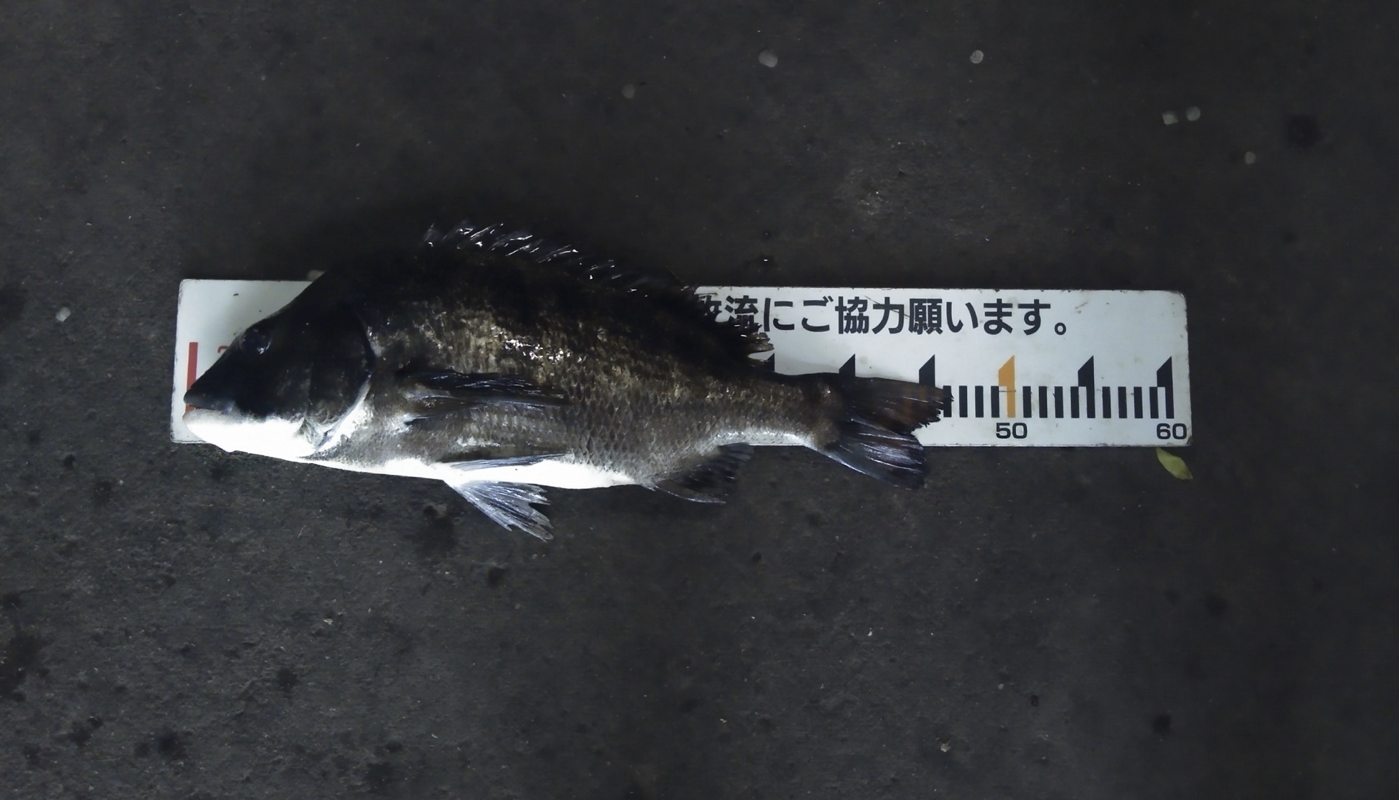 悪天候の中での釣行(°▽°)サムネイル