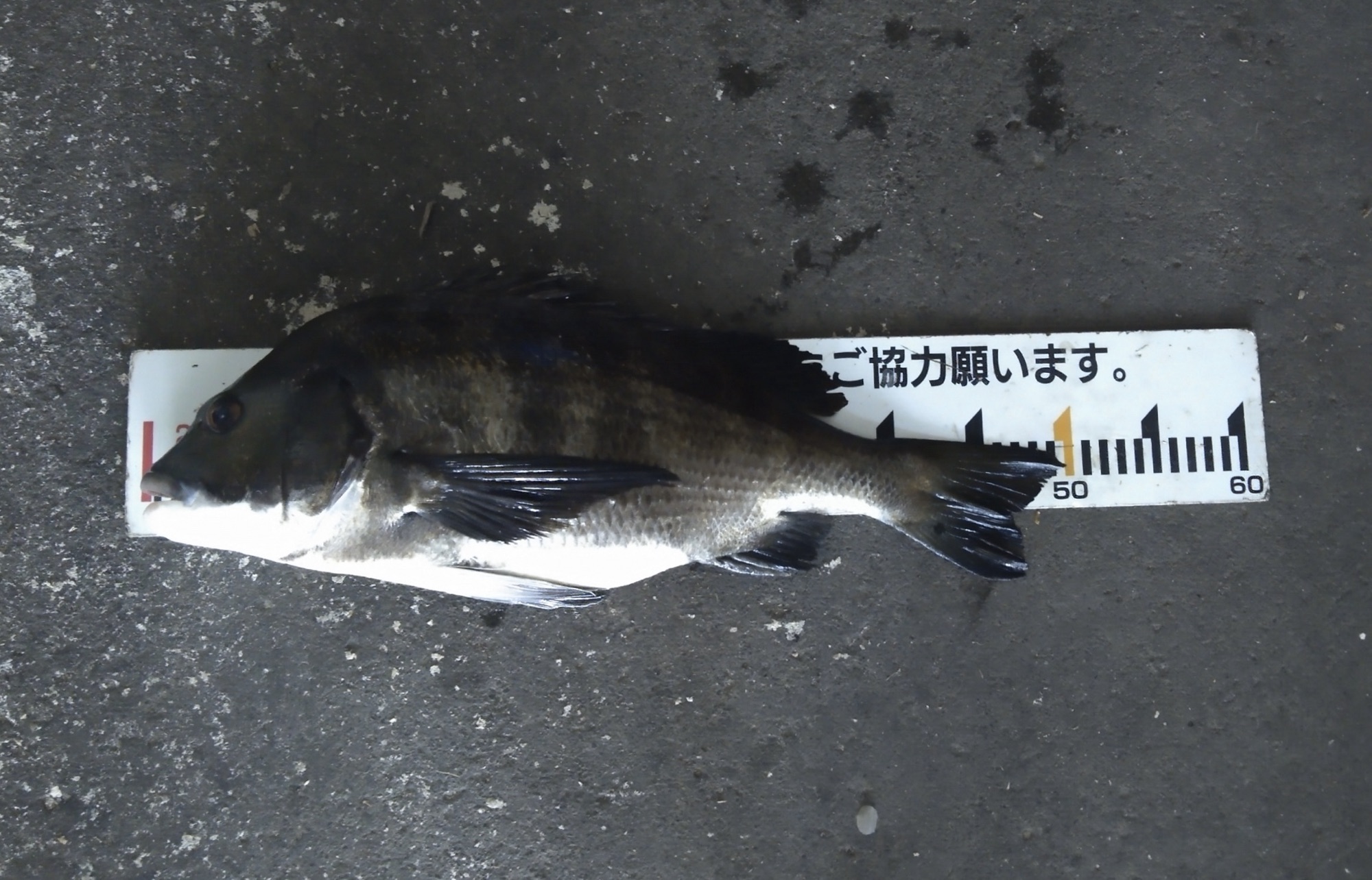 午後から良く釣れて、最後の一投で年無しゲット*\(^o^)/*サムネイル