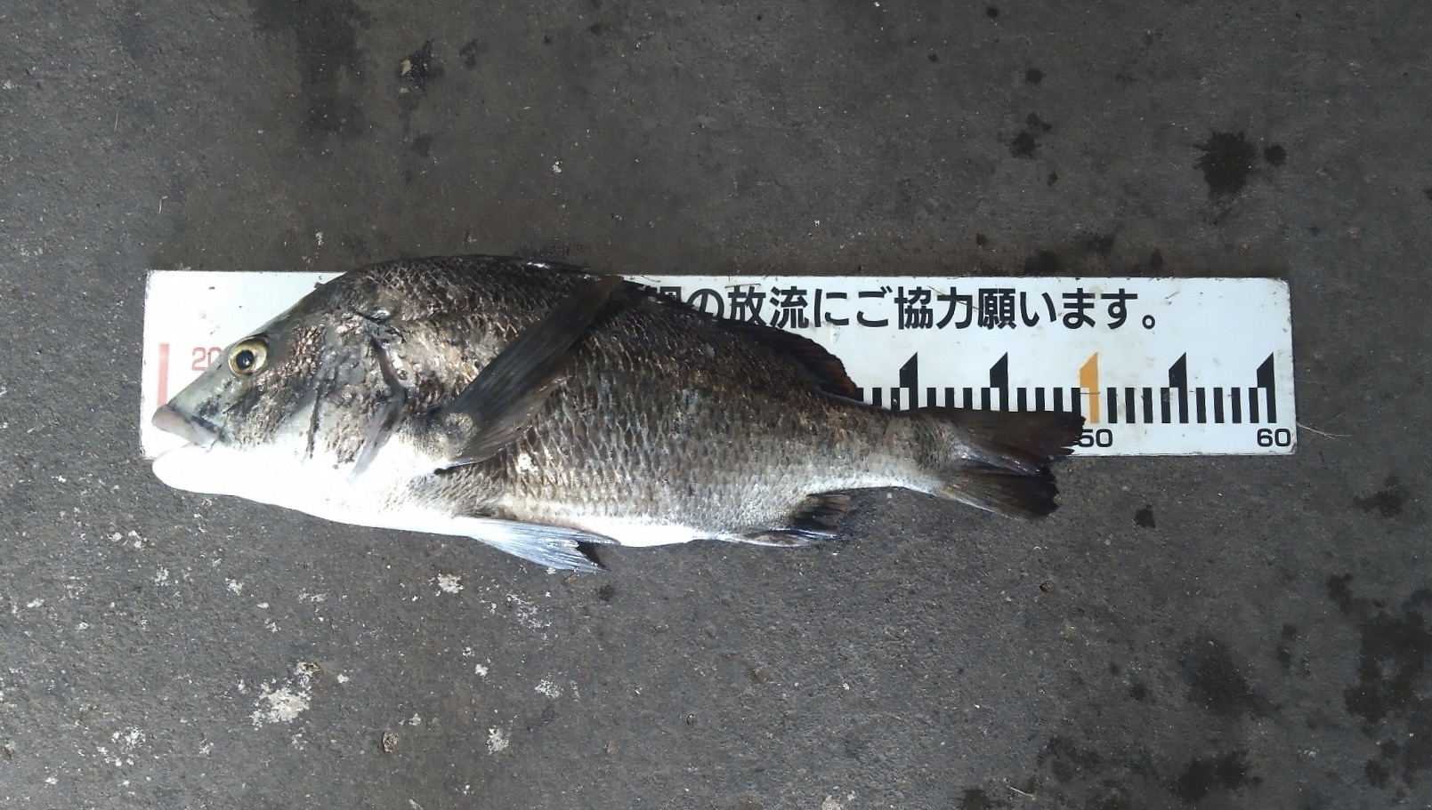 折戸、貯木場で好漁続き*\(^o^)/*サムネイル