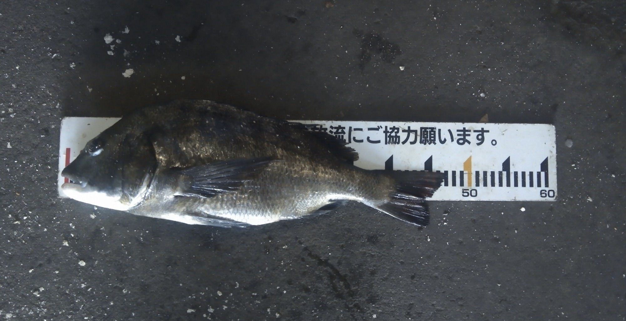 貯木場で大物ダブルでゲット、ツガイかな(*^_^*)サムネイル