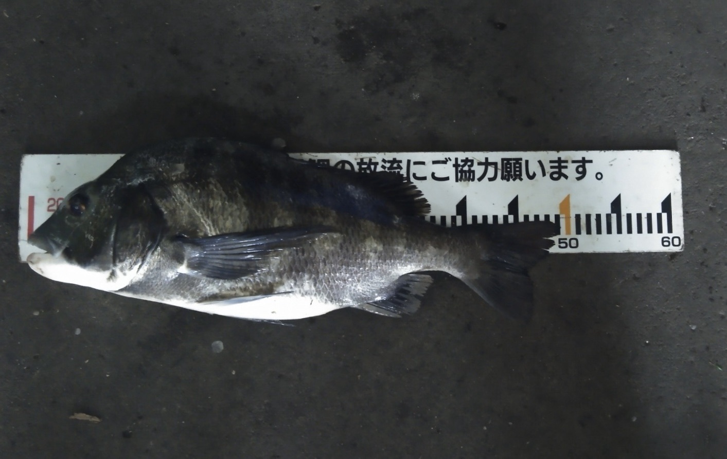 全員がクロダイをゲット、大物も多数釣れた╰(*´︶`*)╯♡サムネイル