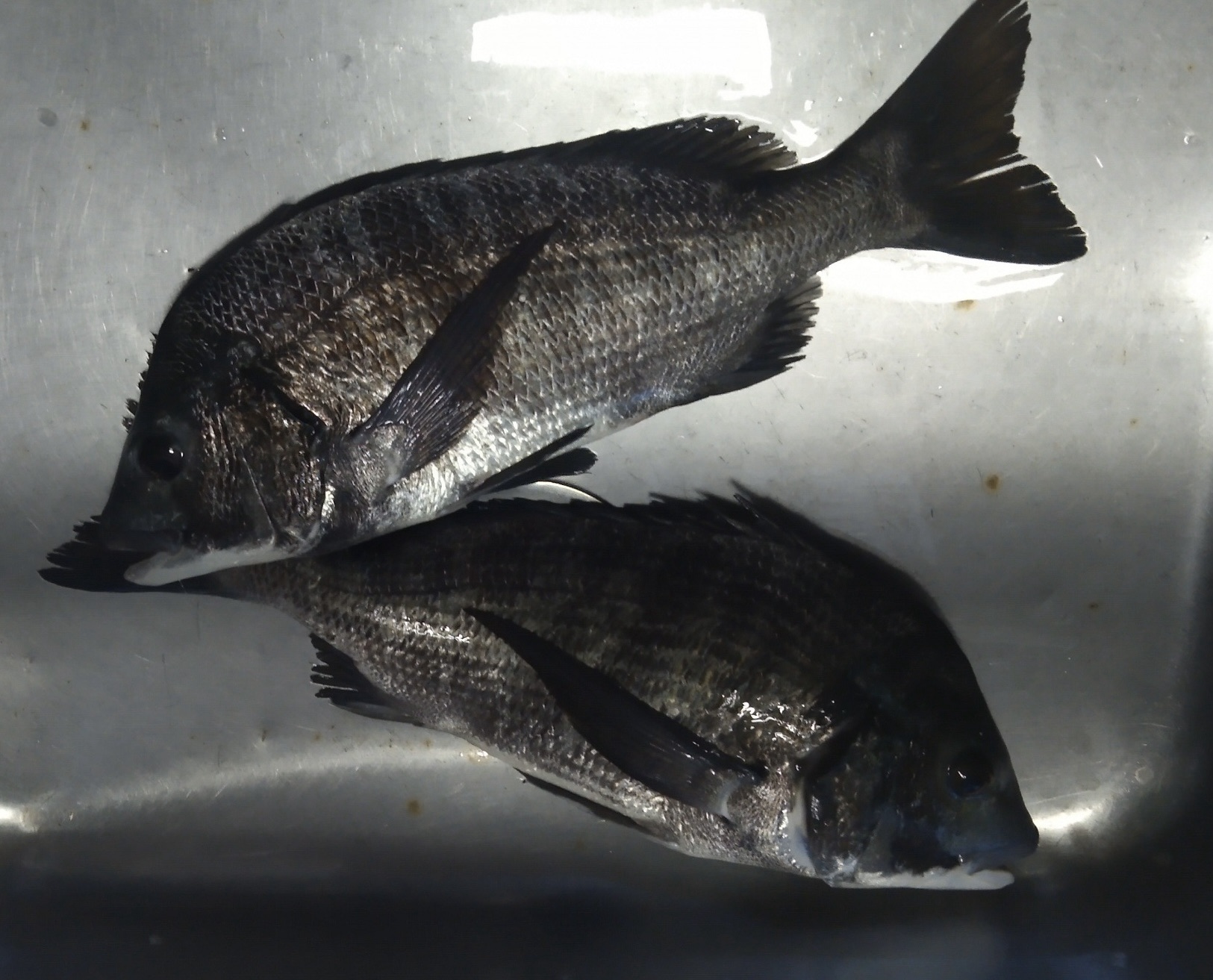 折戸湾深場で大物釣れ始める*\(^o^)/*サムネイル