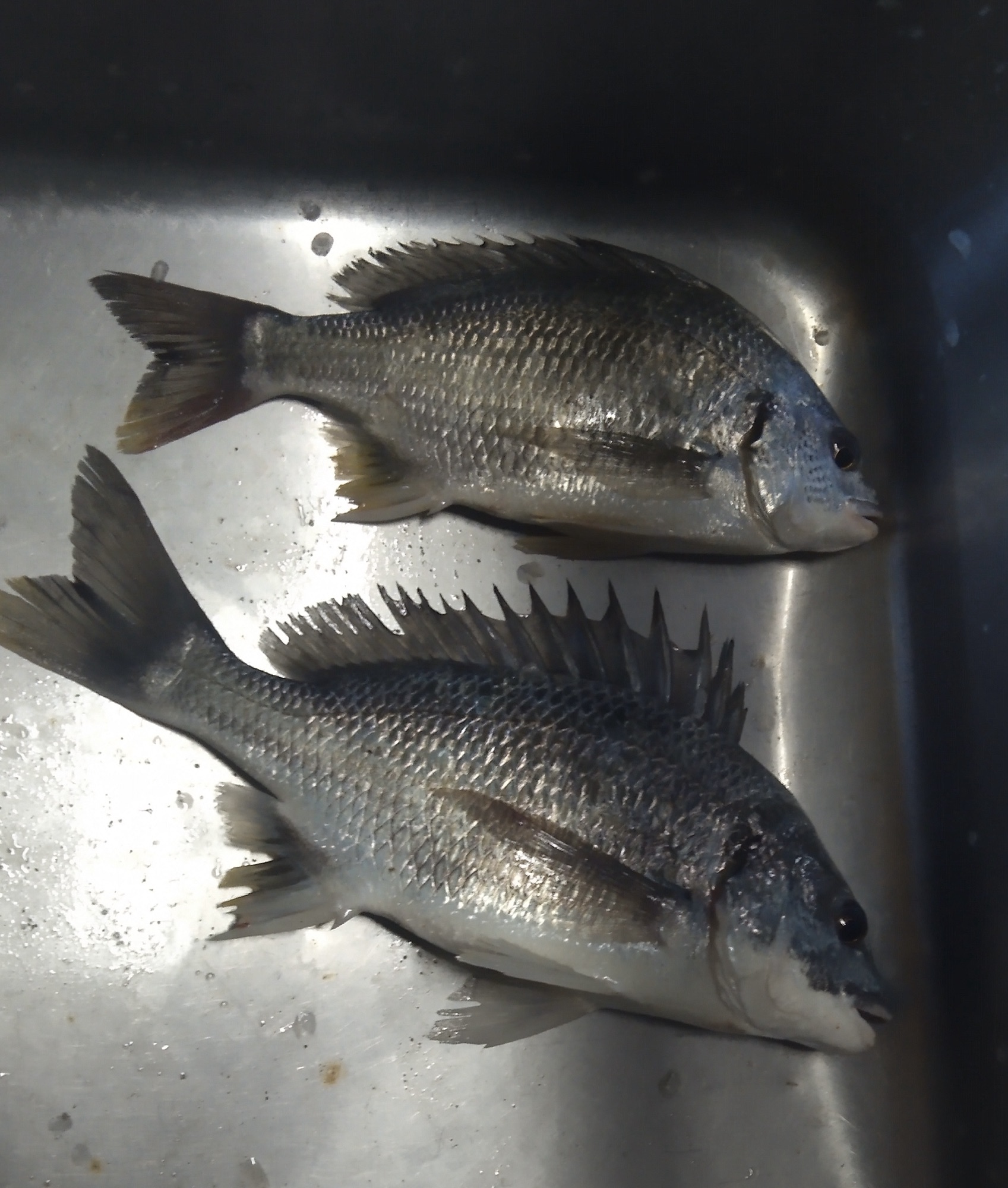 貯木場で大物キビレが釣れた(^^)サムネイル