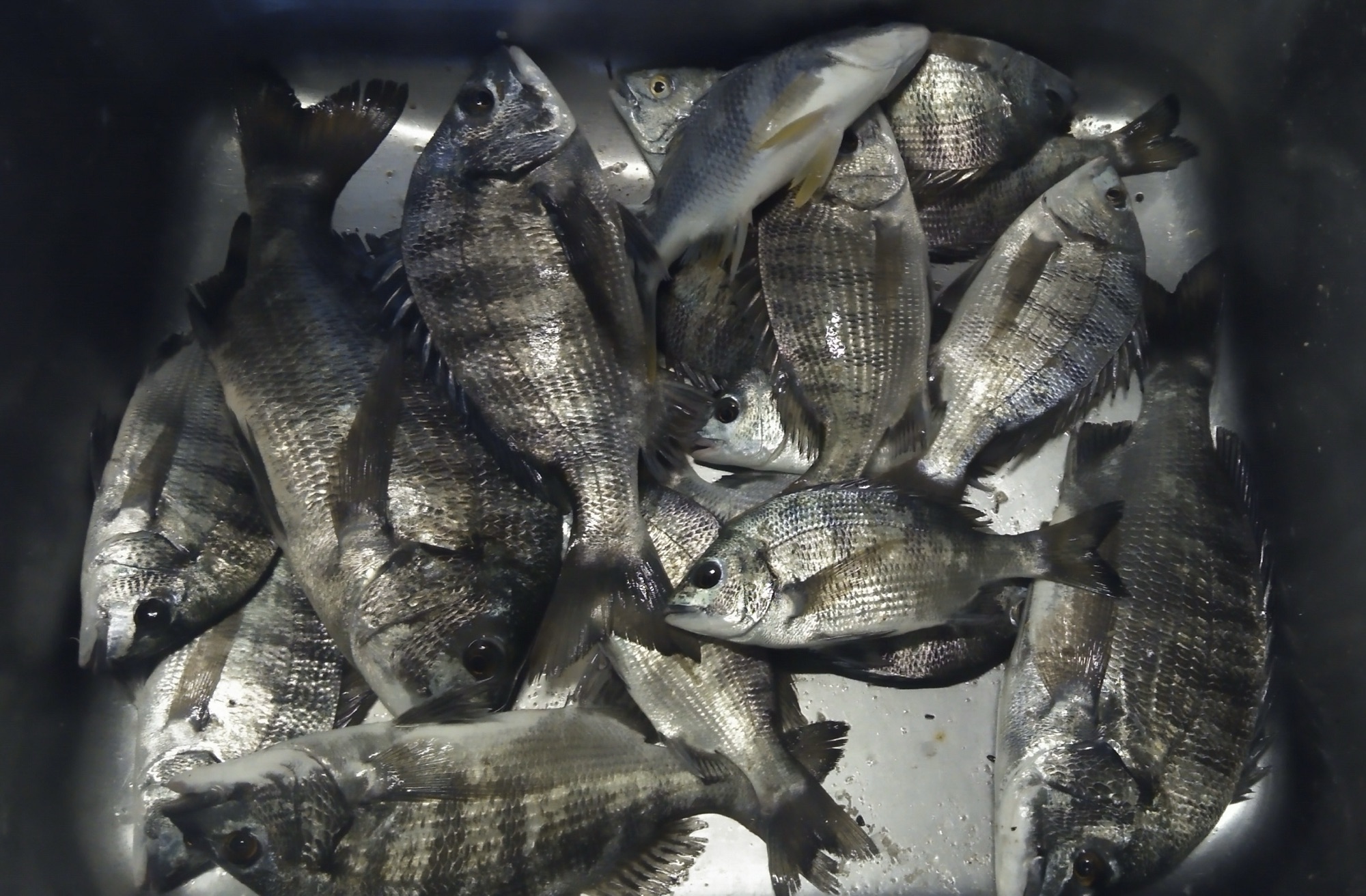 貯木場でカイズクラス主体で釣れる(^^)サムネイル