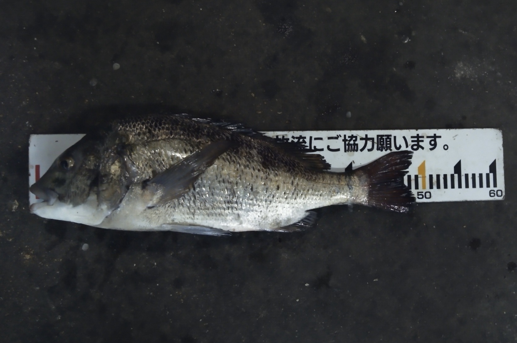 貯木場で好漁、年無しも釣れる(^^)vサムネイル