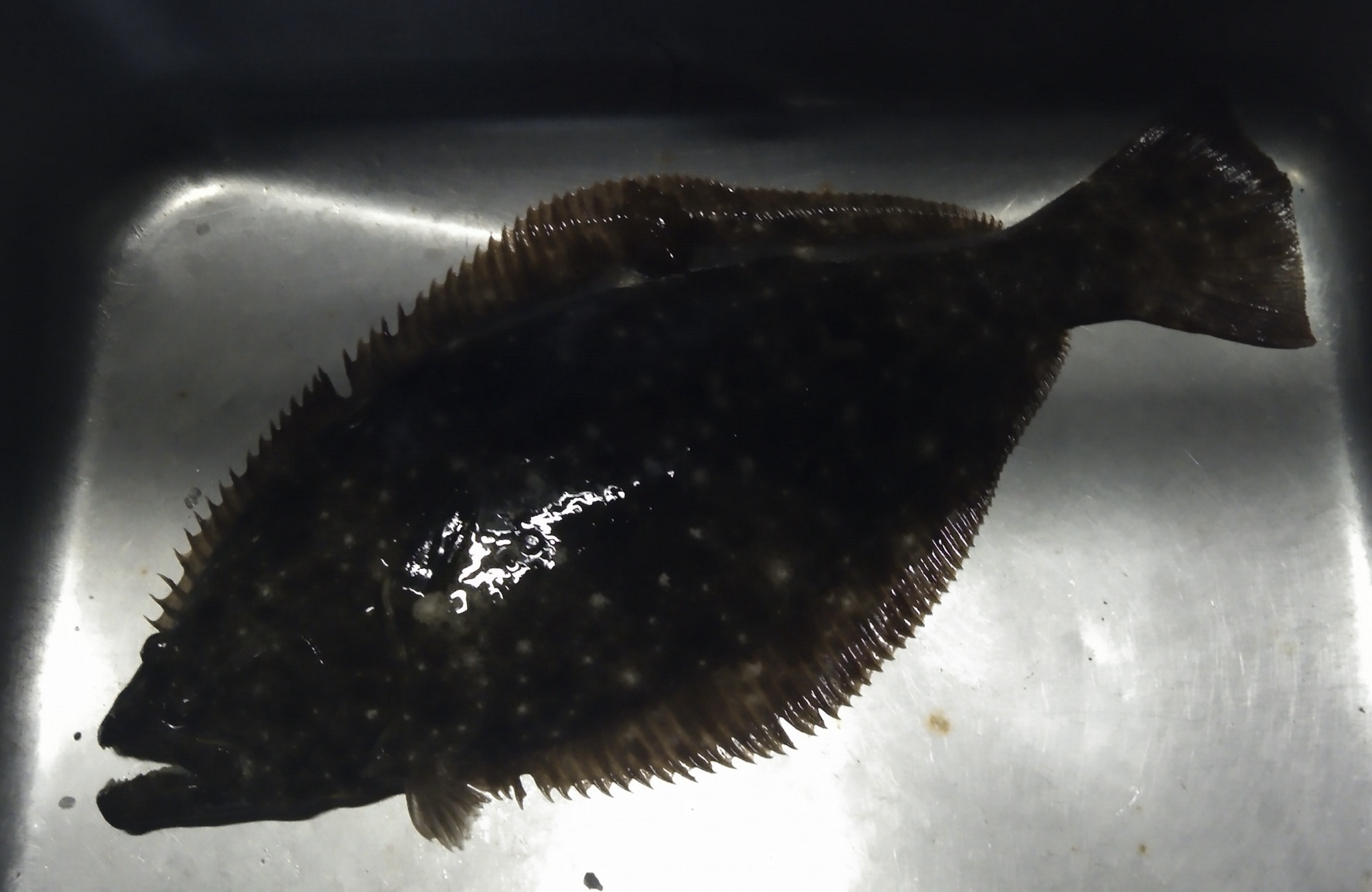 貯木場でヒラメが釣れました(^^)サムネイル