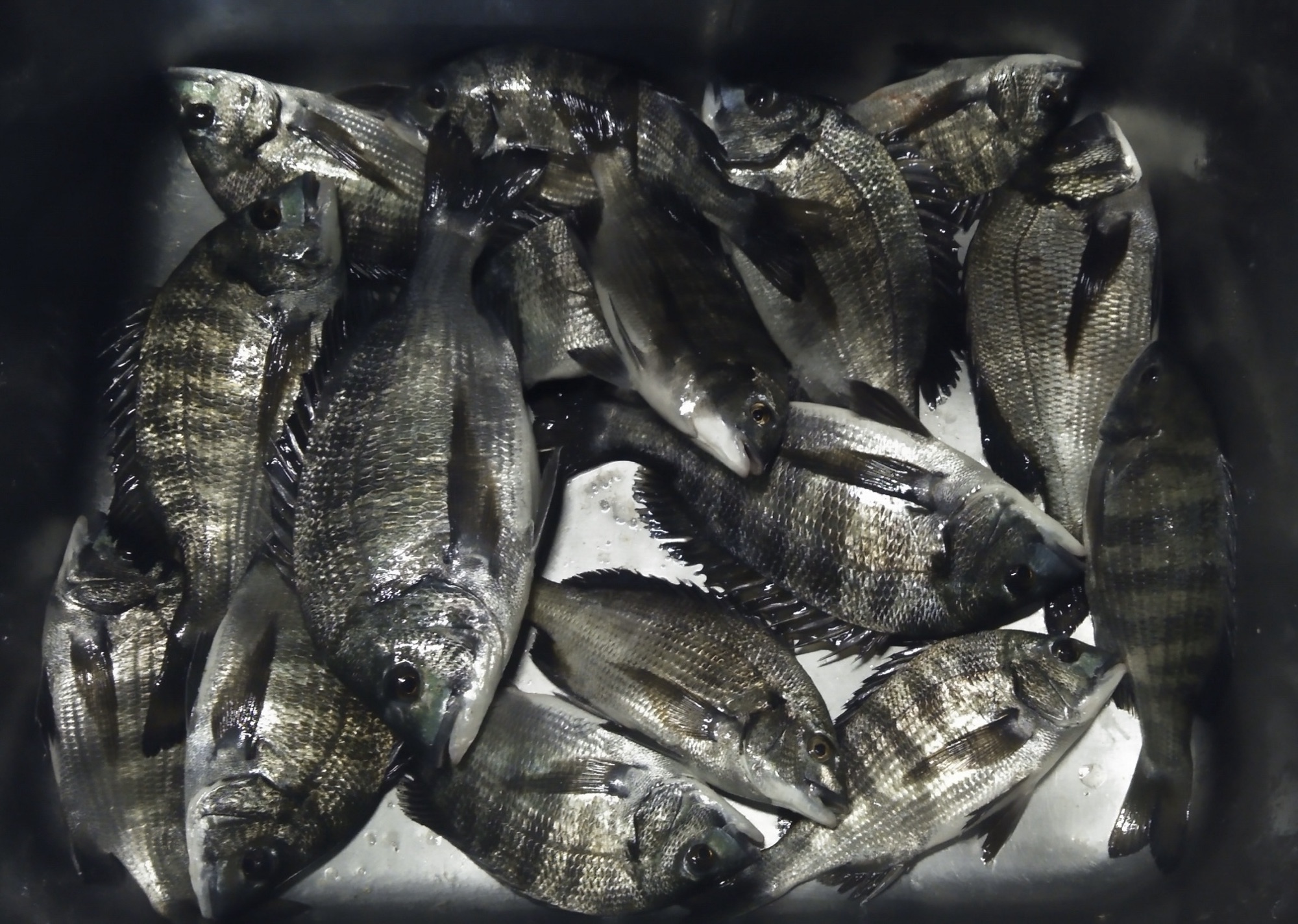 貯木場で全員がカイズクラス主体でゲット(o^^o)サムネイル