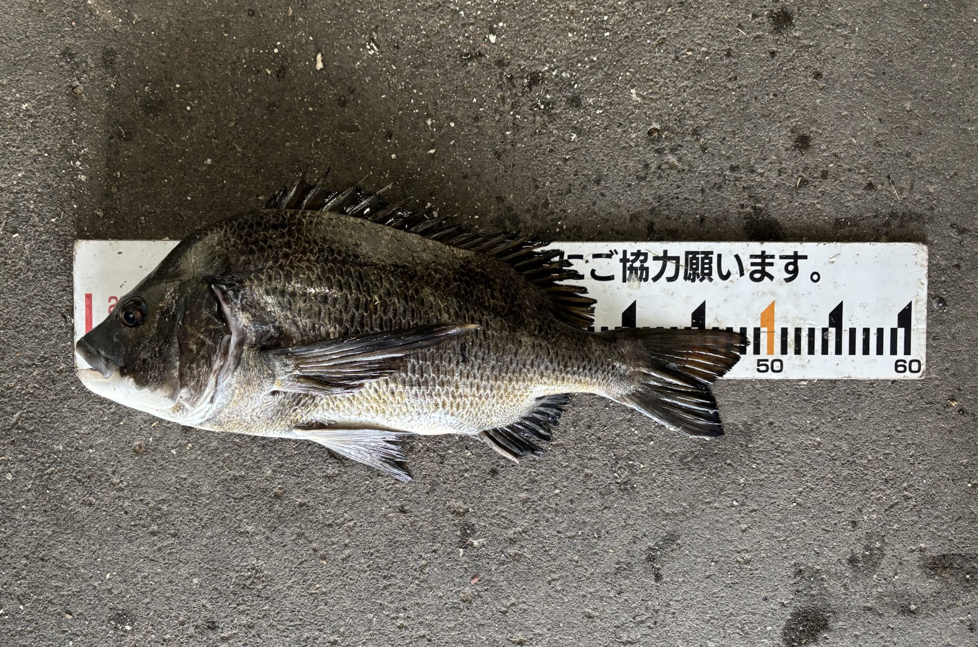 貯木場で全員が大物をゲット*\(^o^)/*サムネイル