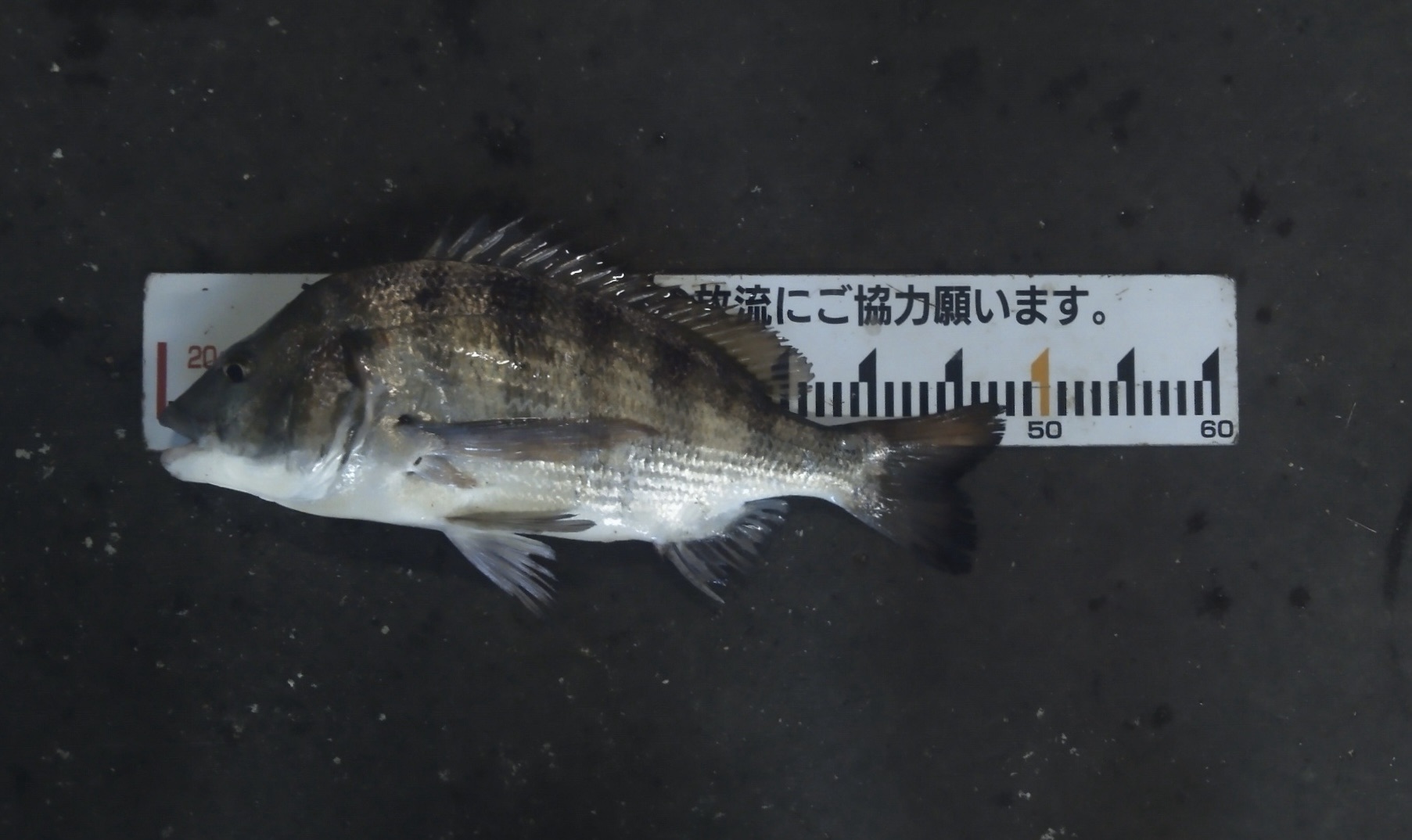 貯木場で大物クロダイが釣れた(╹◡╹)♡サムネイル