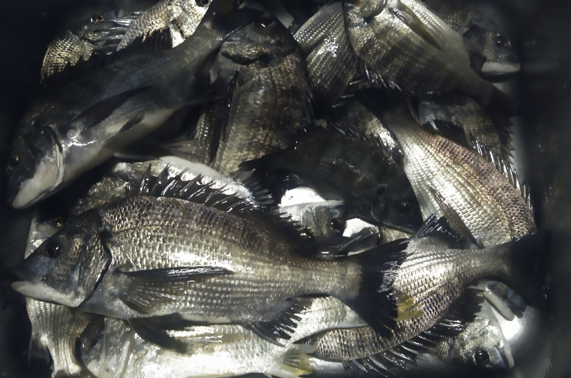 釣行者全員がクロダイをゲット(^-^)vサムネイル