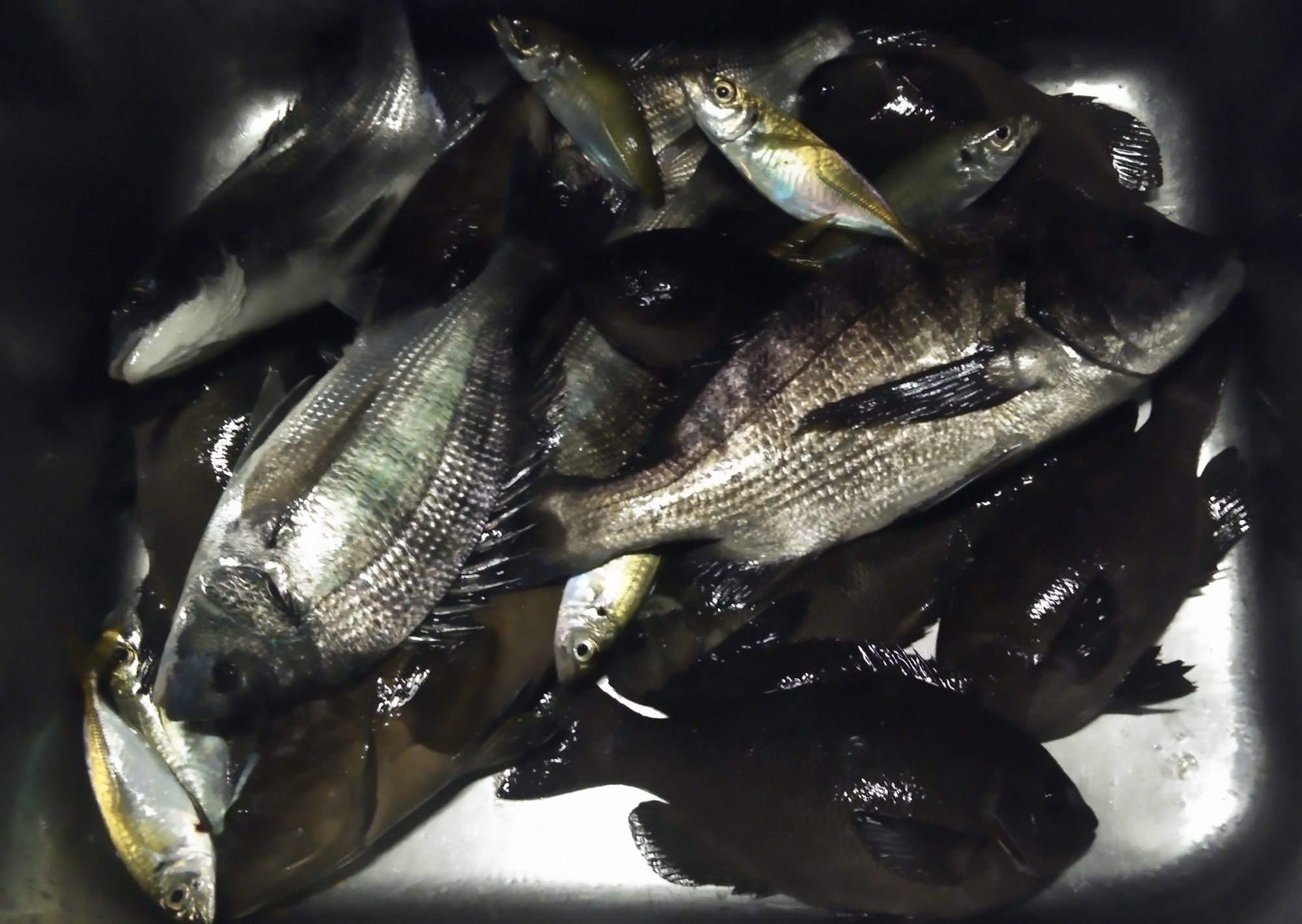 三保取入口で五目釣りの中、４０㎝級の大物が釣れた(^O^)／サムネイル