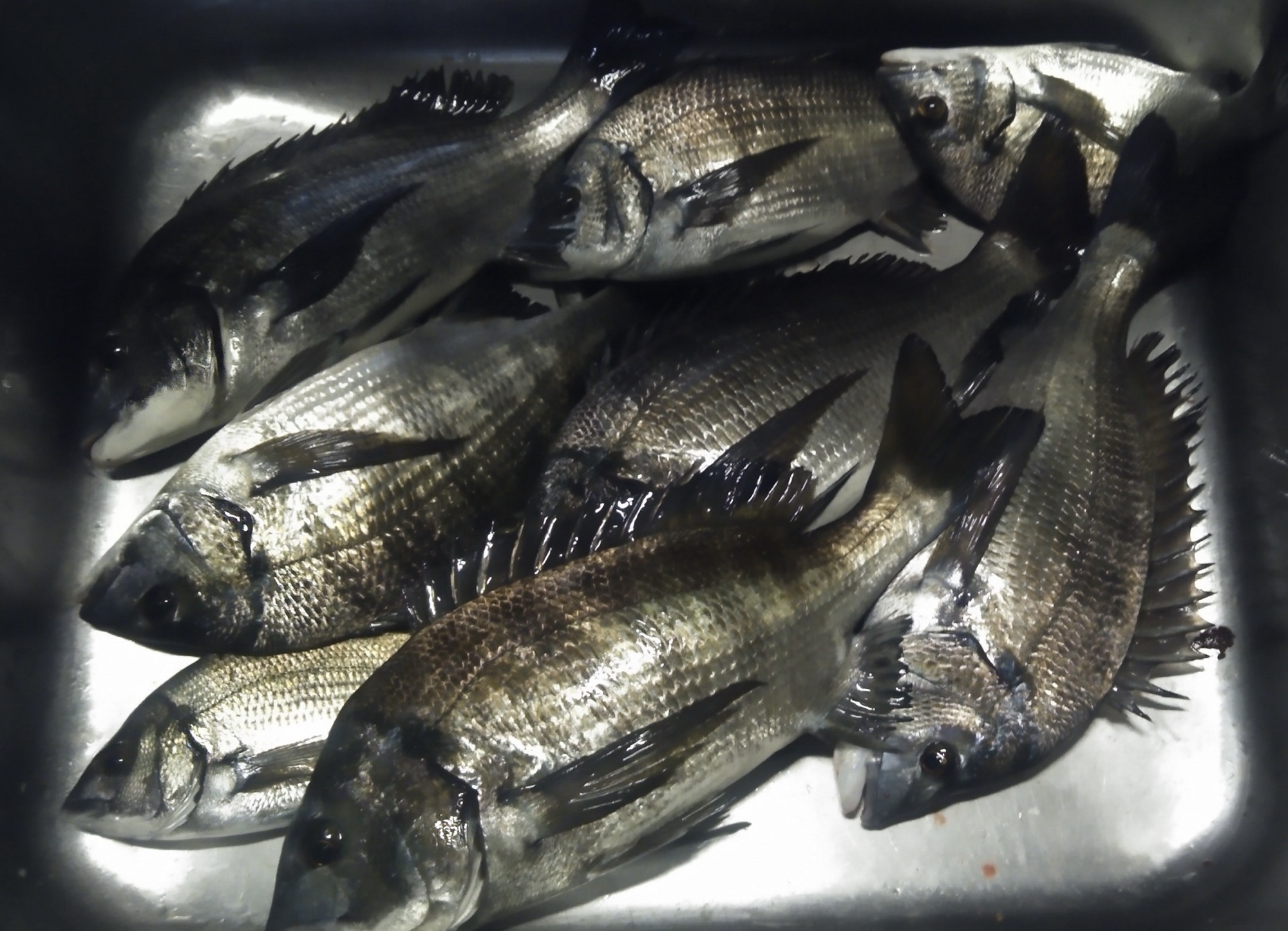 貯木場で全員がカイズクラスをゲット(^^)サムネイル