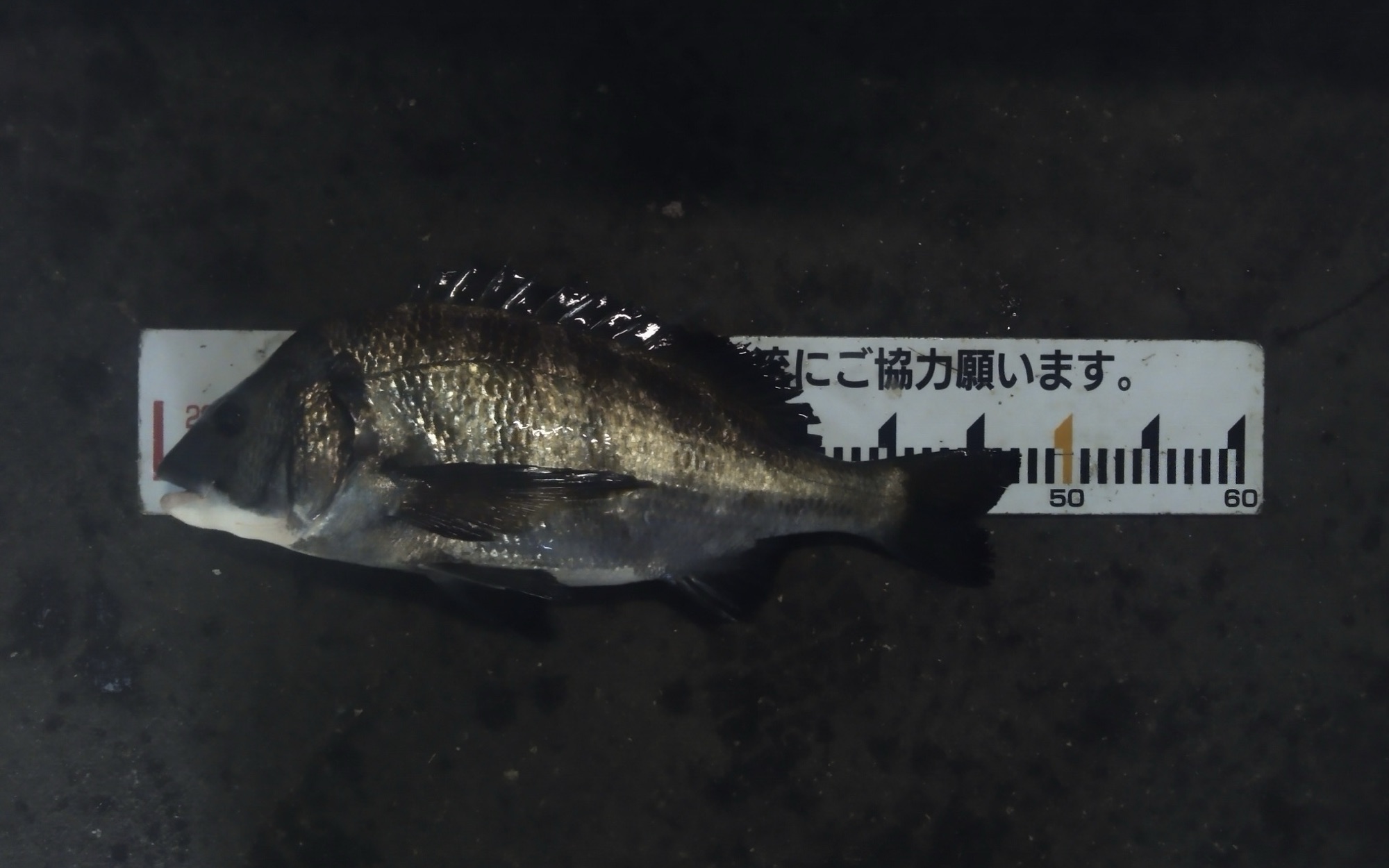 一文字堤、連日クロダイ好漁*\(^o^)/*サムネイル