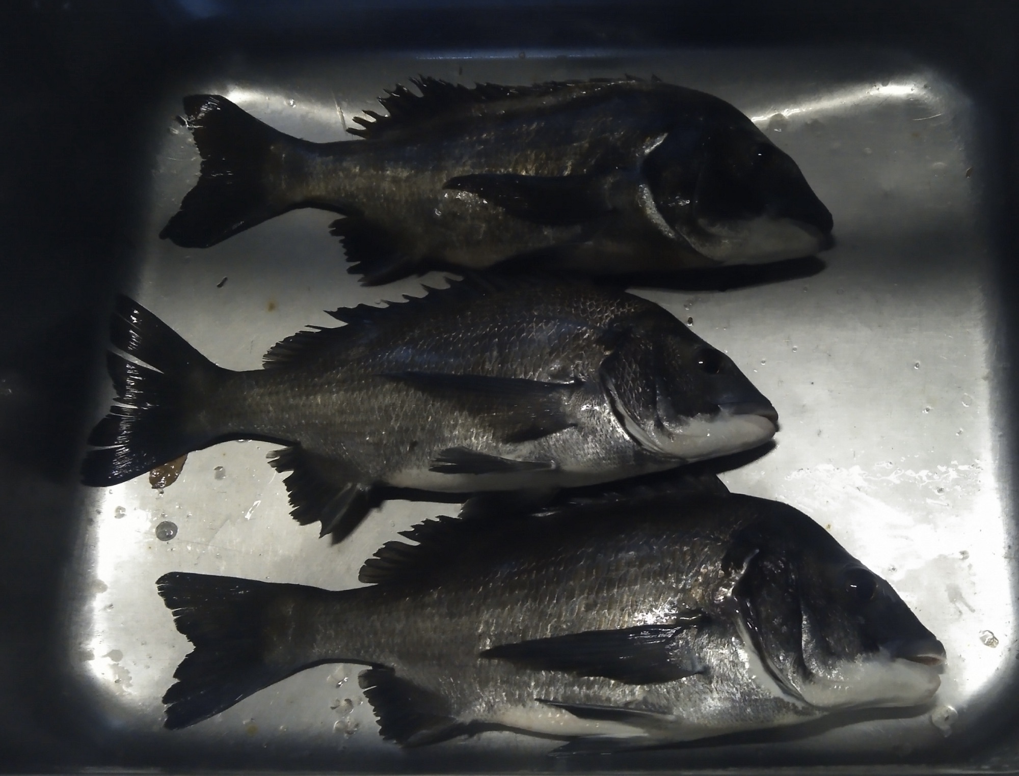 全員がクロダイをゲット*\(^o^)/*サムネイル