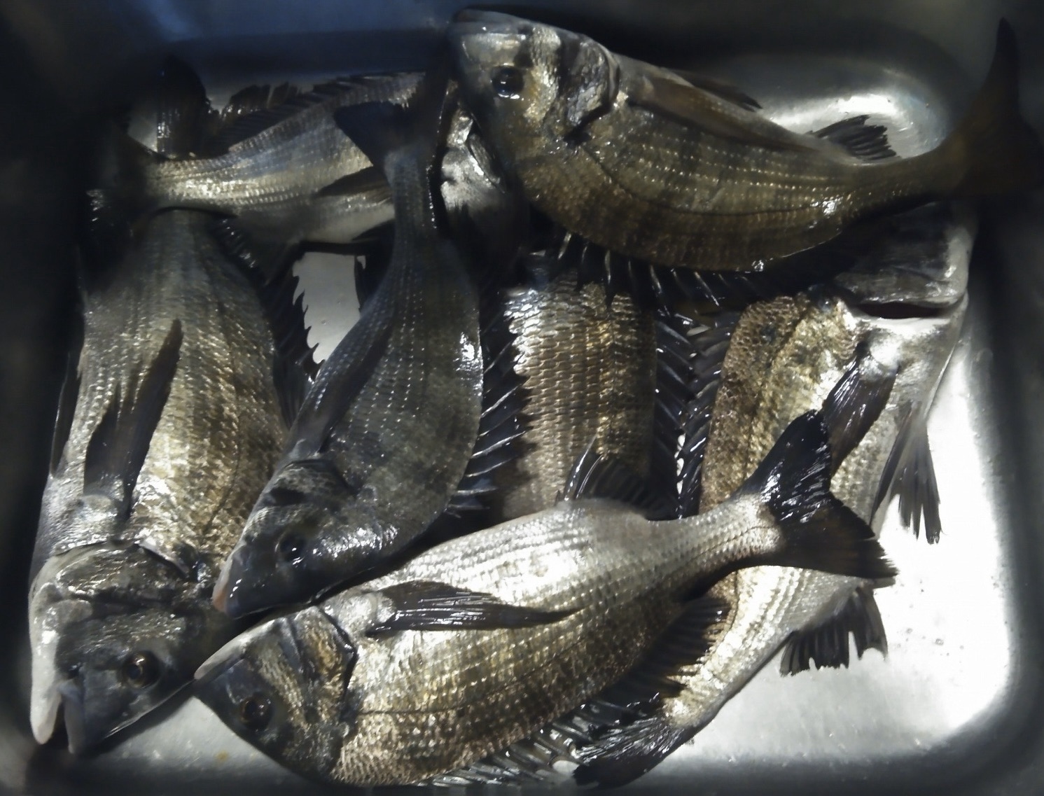 午後から大物続々と釣れた*\(^o^)/*サムネイル