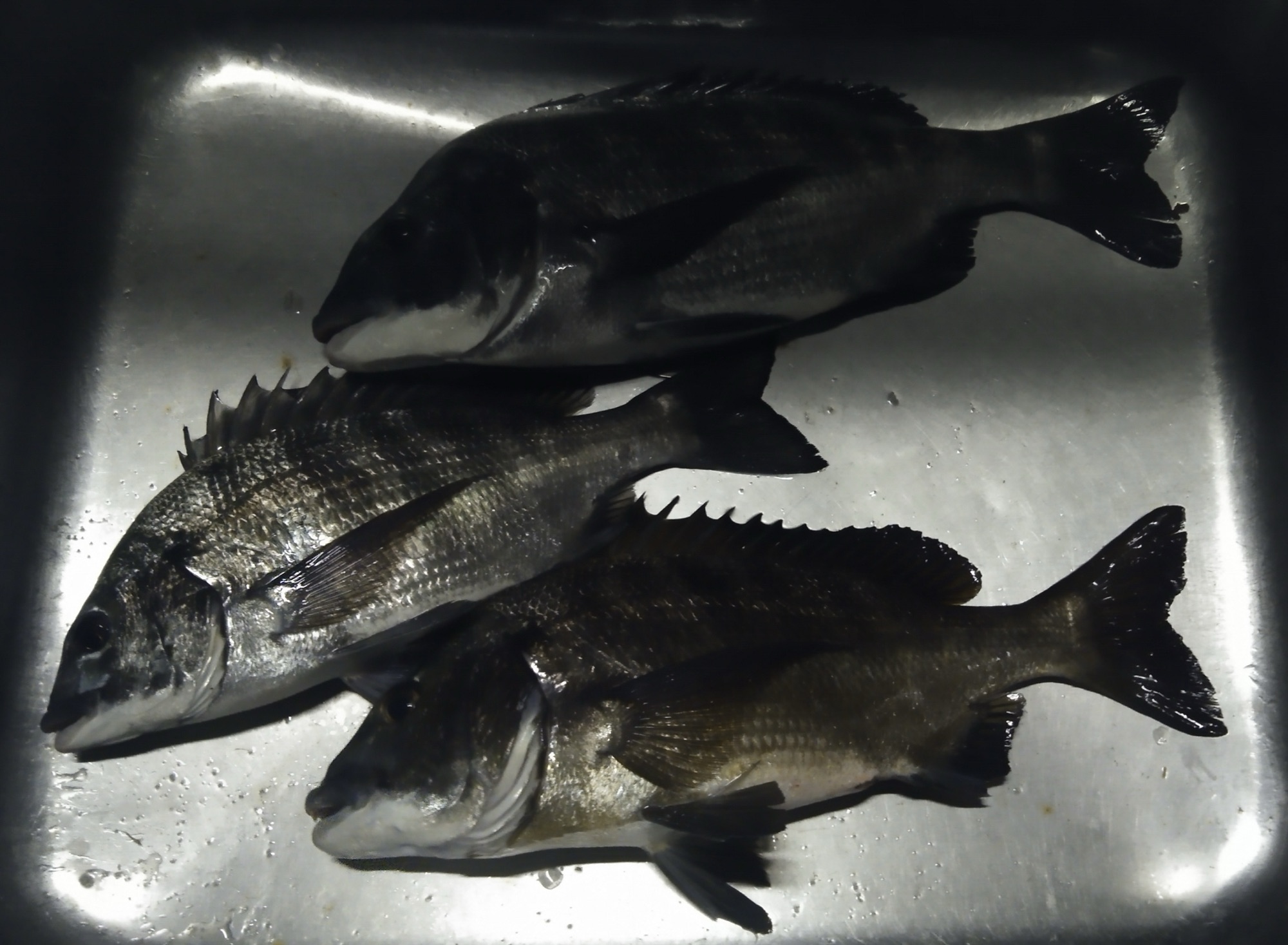 釣行者全員がクロダイをゲット*\(^o^)/*サムネイル