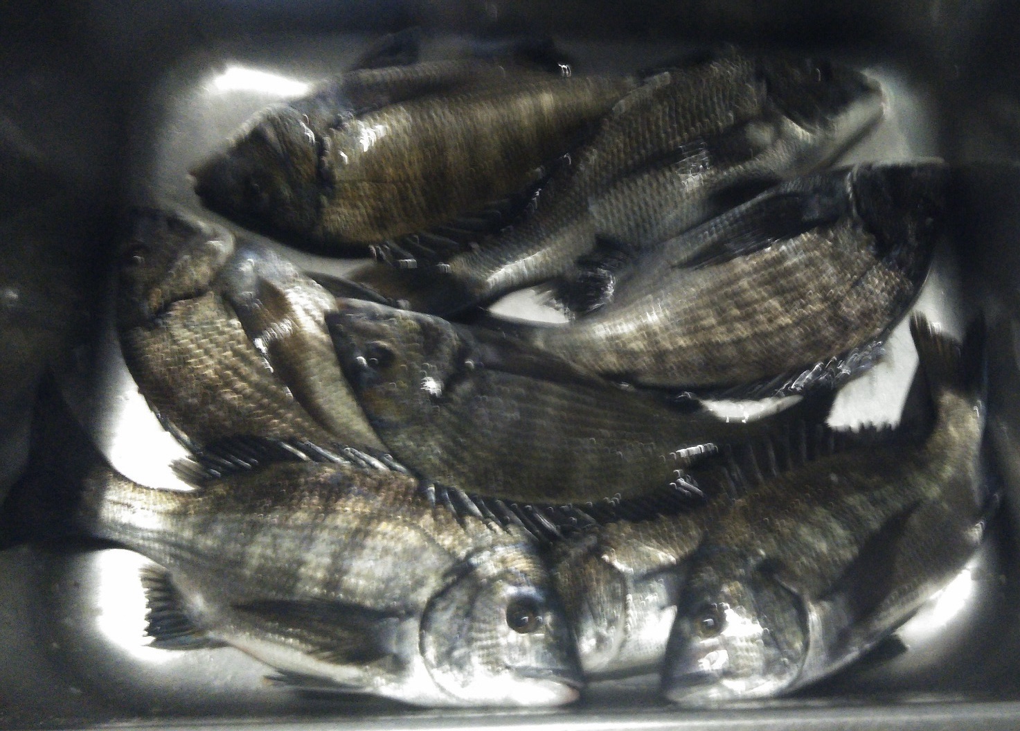 各所でクロダイ釣れる(^^)サムネイル