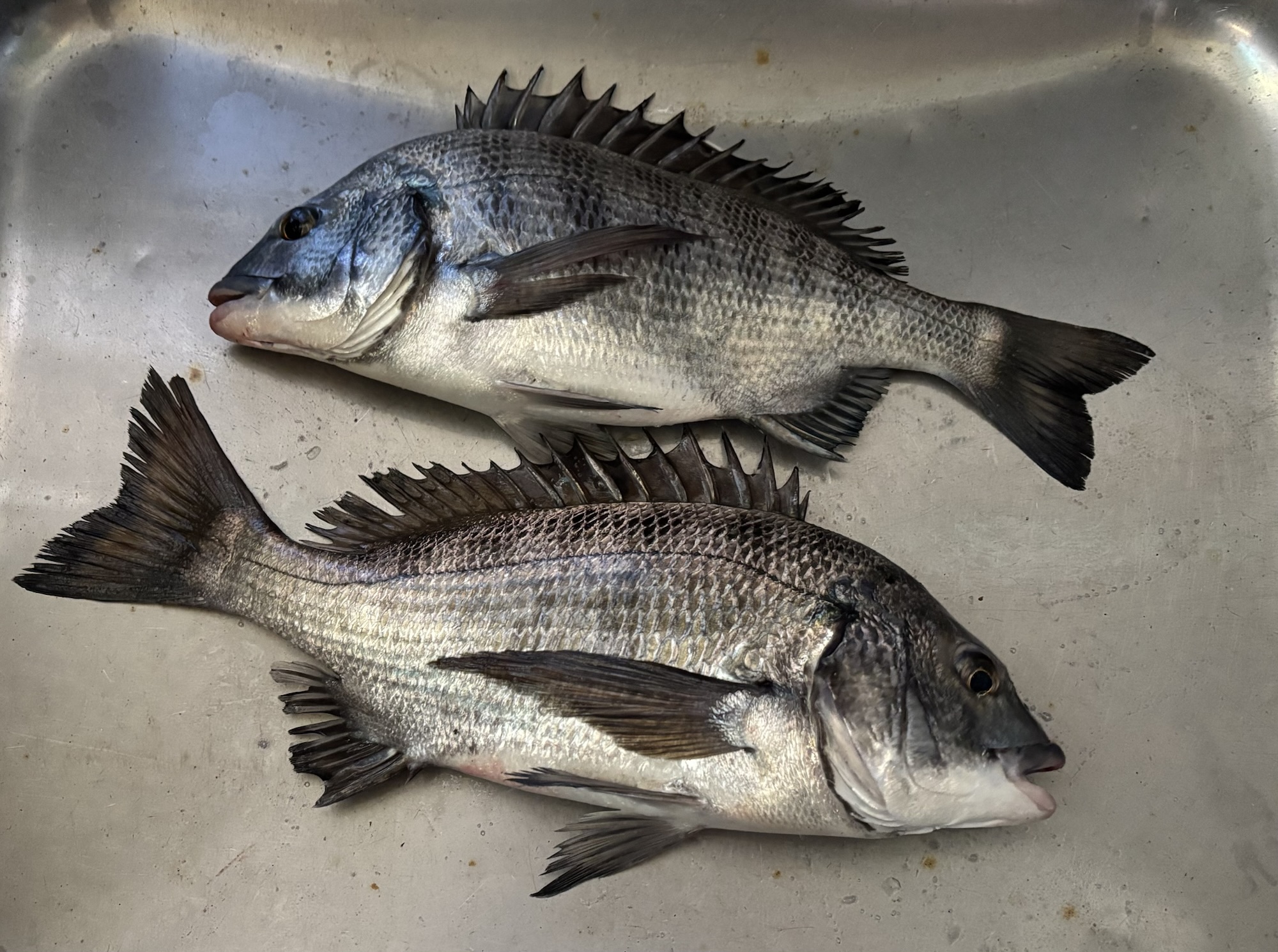 西よりの風が強まる(*_*)サムネイル