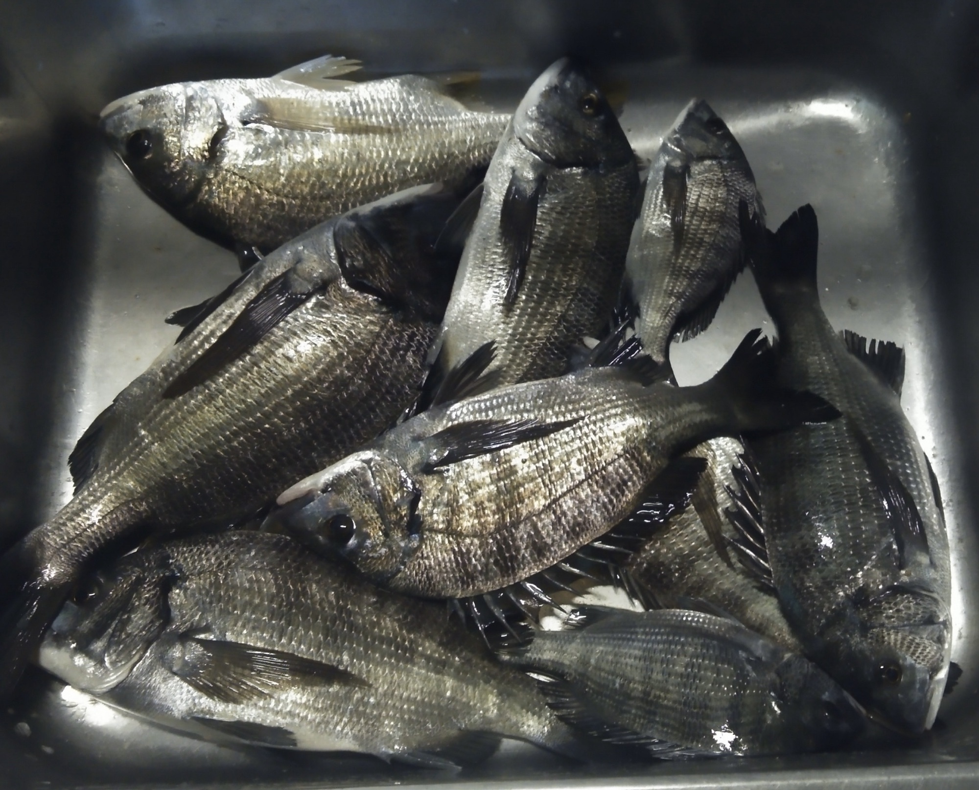 一日穏やかで暖かな天候(o^^o)サムネイル