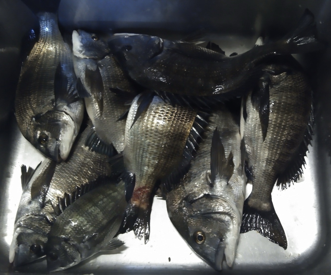 貯木場で冬場の大物釣りシーズン到来(^_−)−☆サムネイル