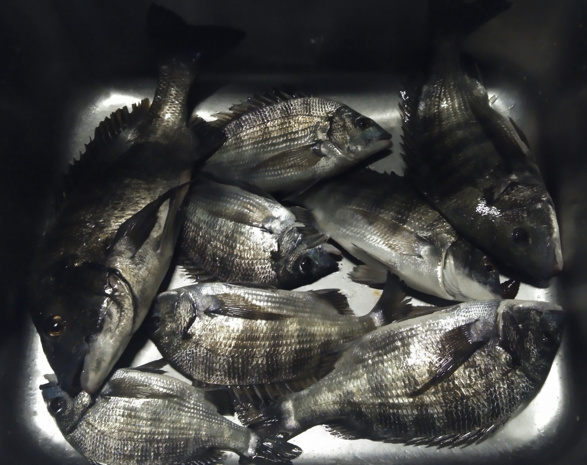 貯木場で久々に好漁\(^^)/サムネイル