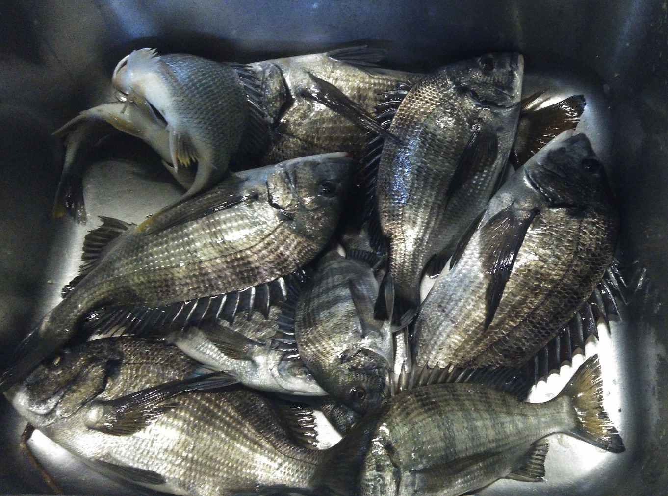 貯木場で大物大漁(((o(*゚▽゚*)o)))サムネイル