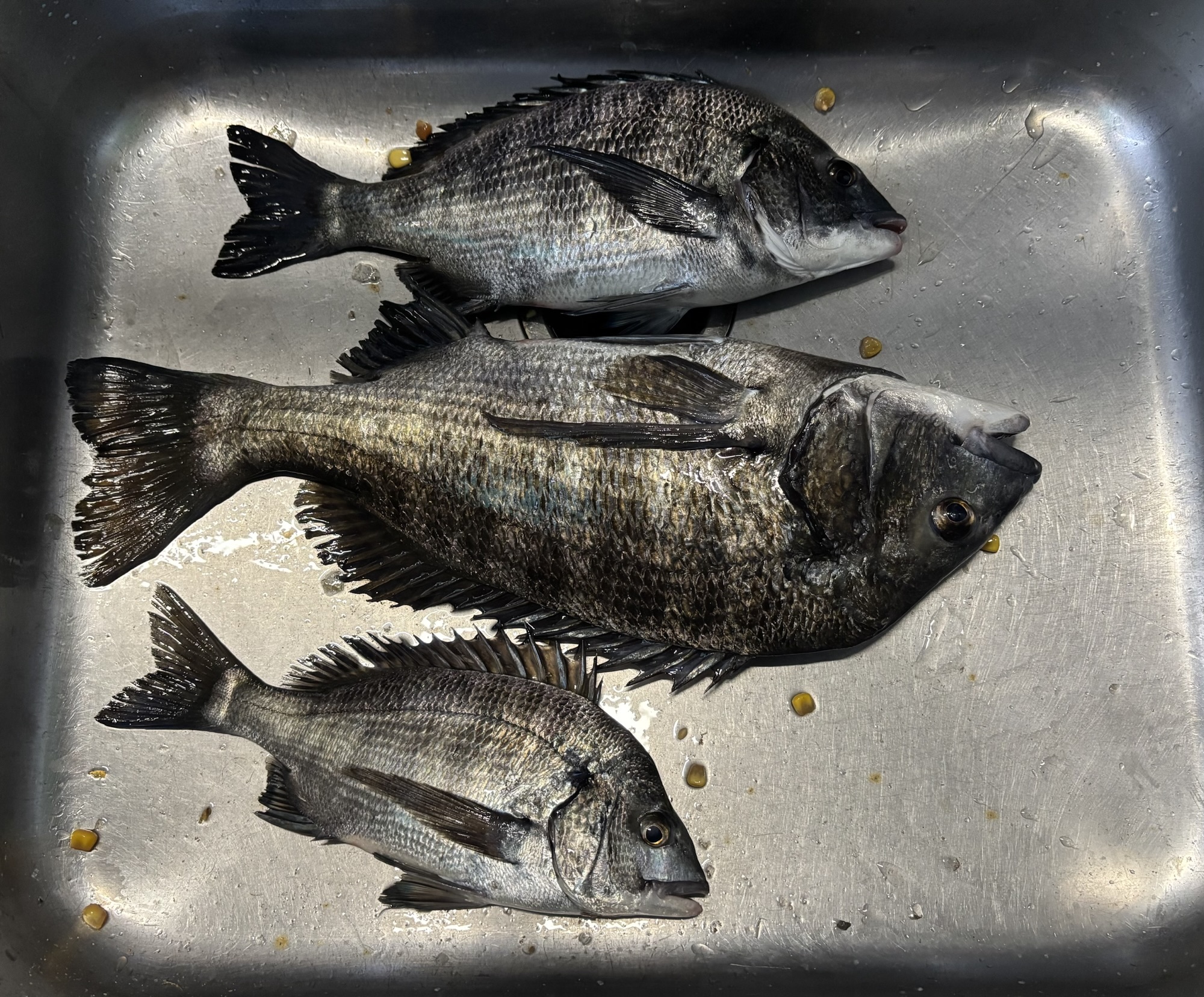 全員がクロダイをゲット(^^)vサムネイル